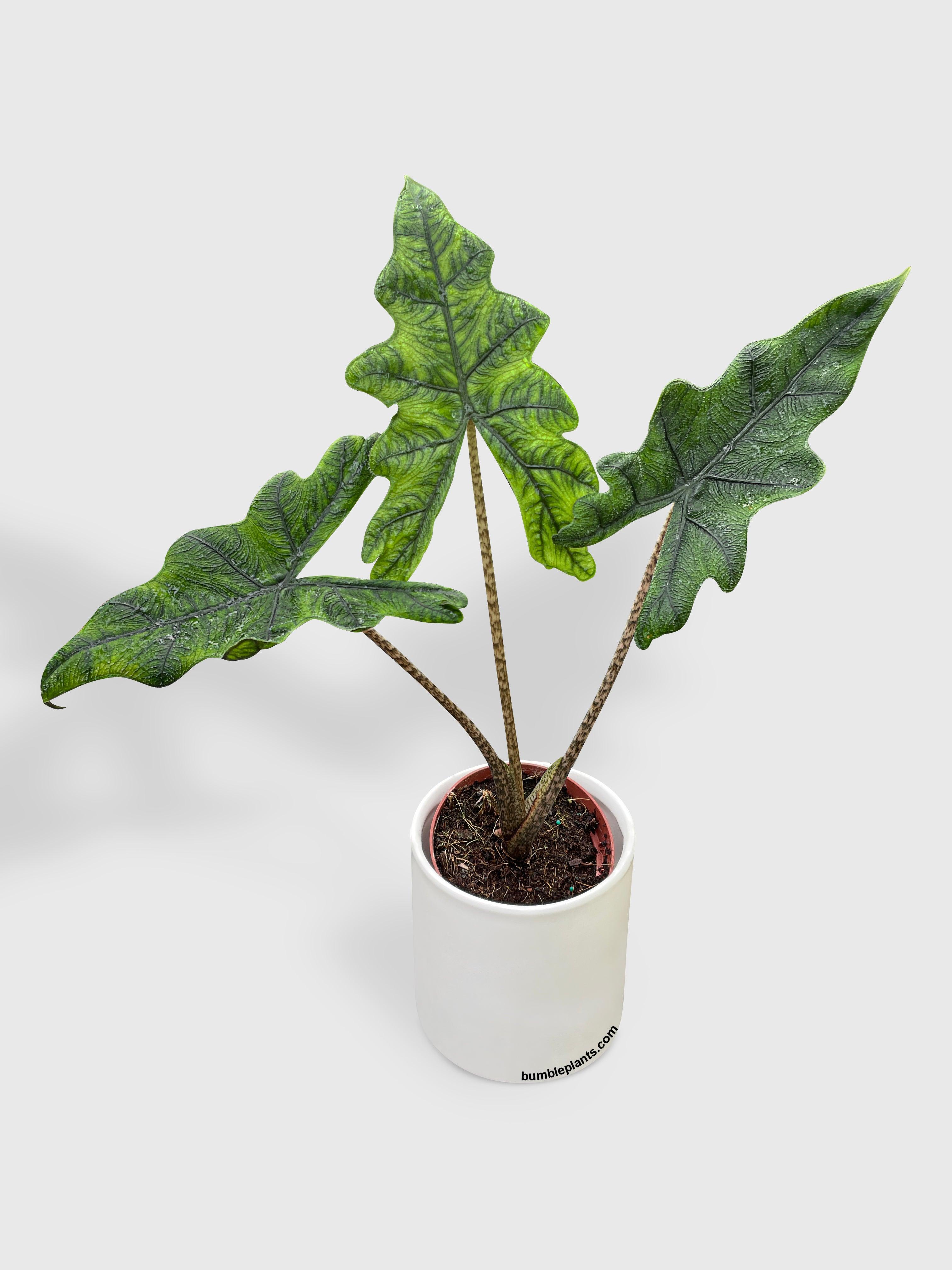 philodendron jacklyn Alocasia Jacklyn