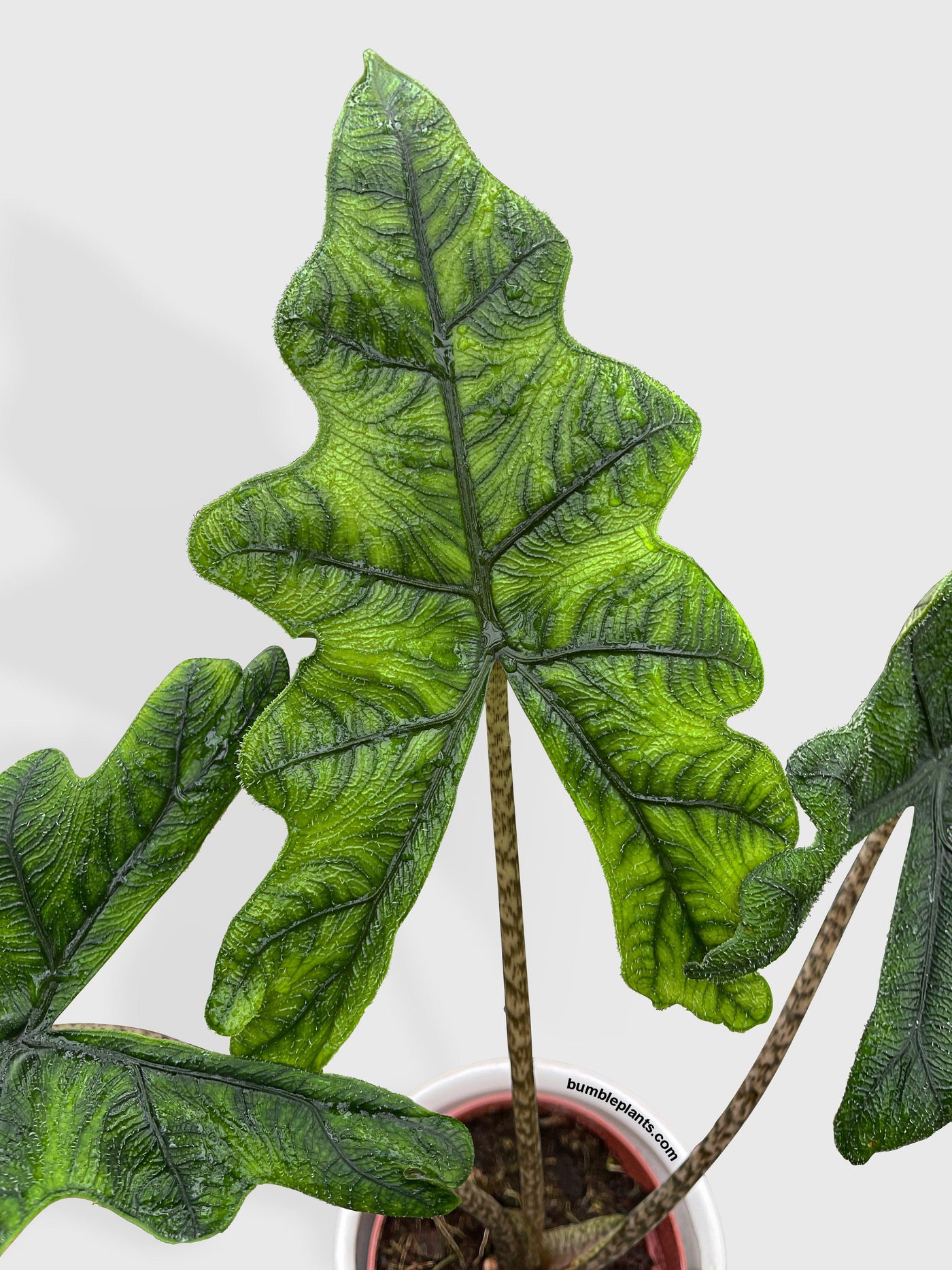 Alocasia Jacklyn - Bumble Plants