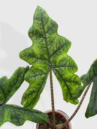 Alocasia Jacklyn - Bumble Plants