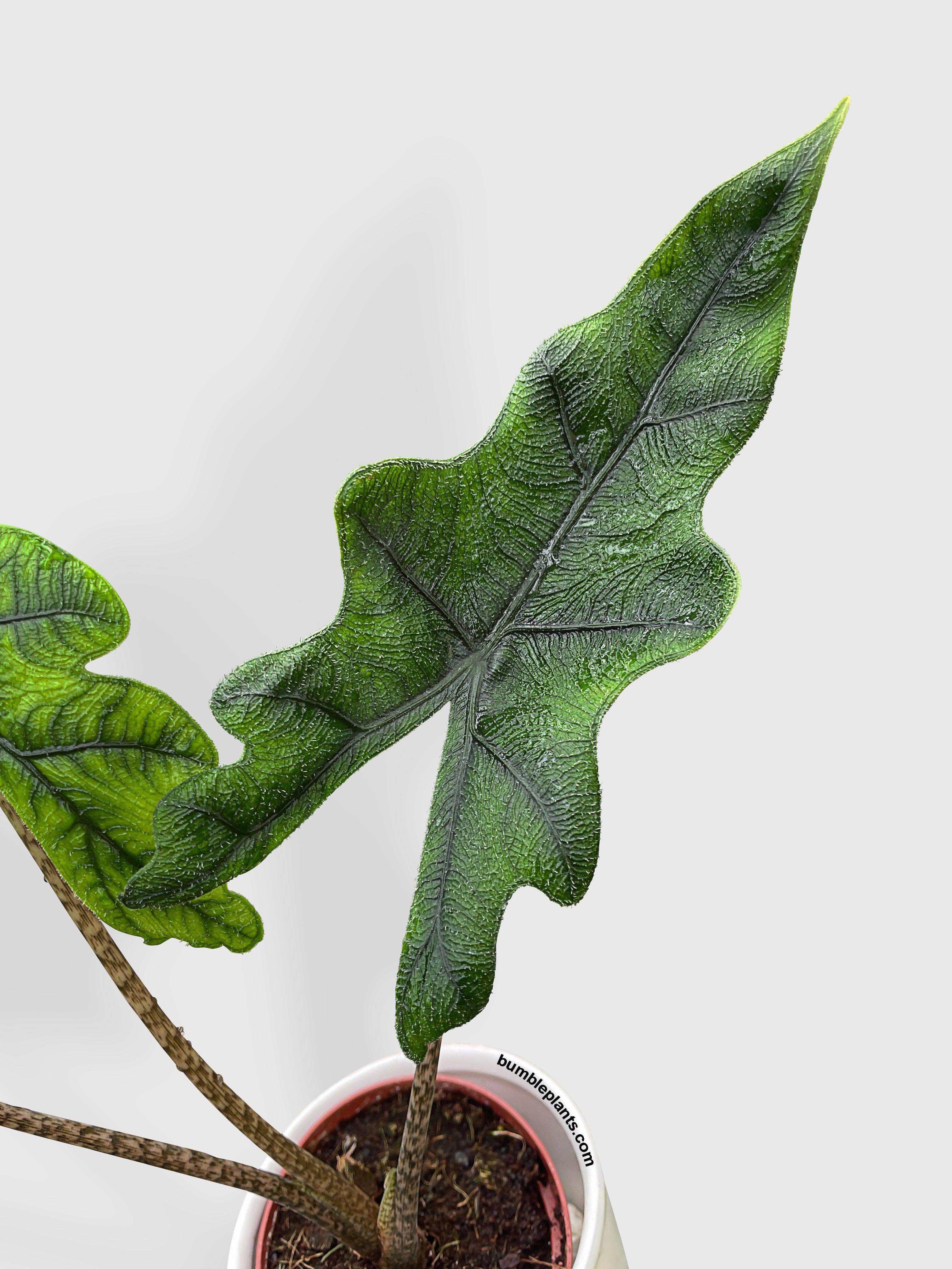 Alocasia Jacklyn - Bumble Plants