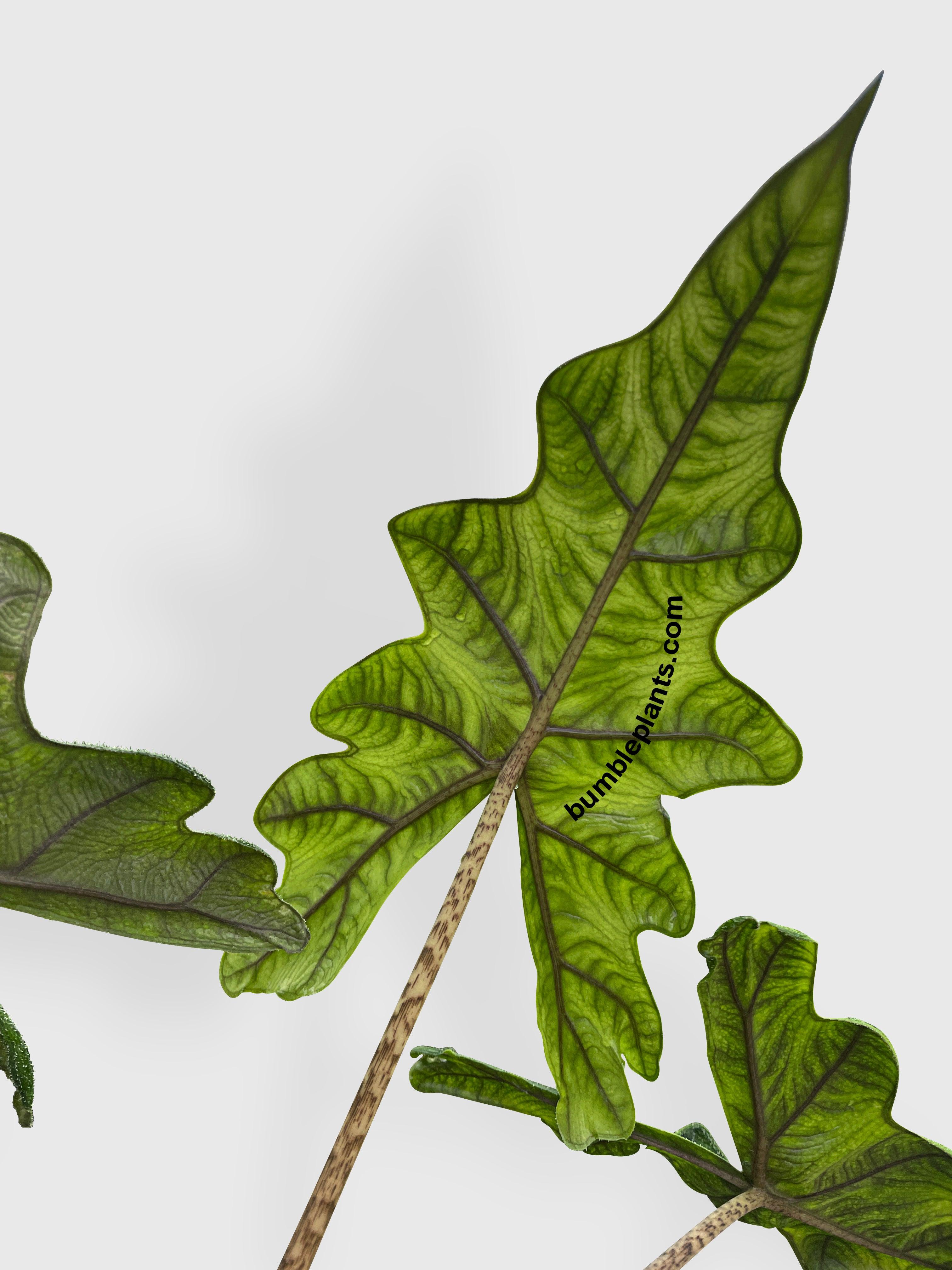 Alocasia Jacklyn - Bumble Plants