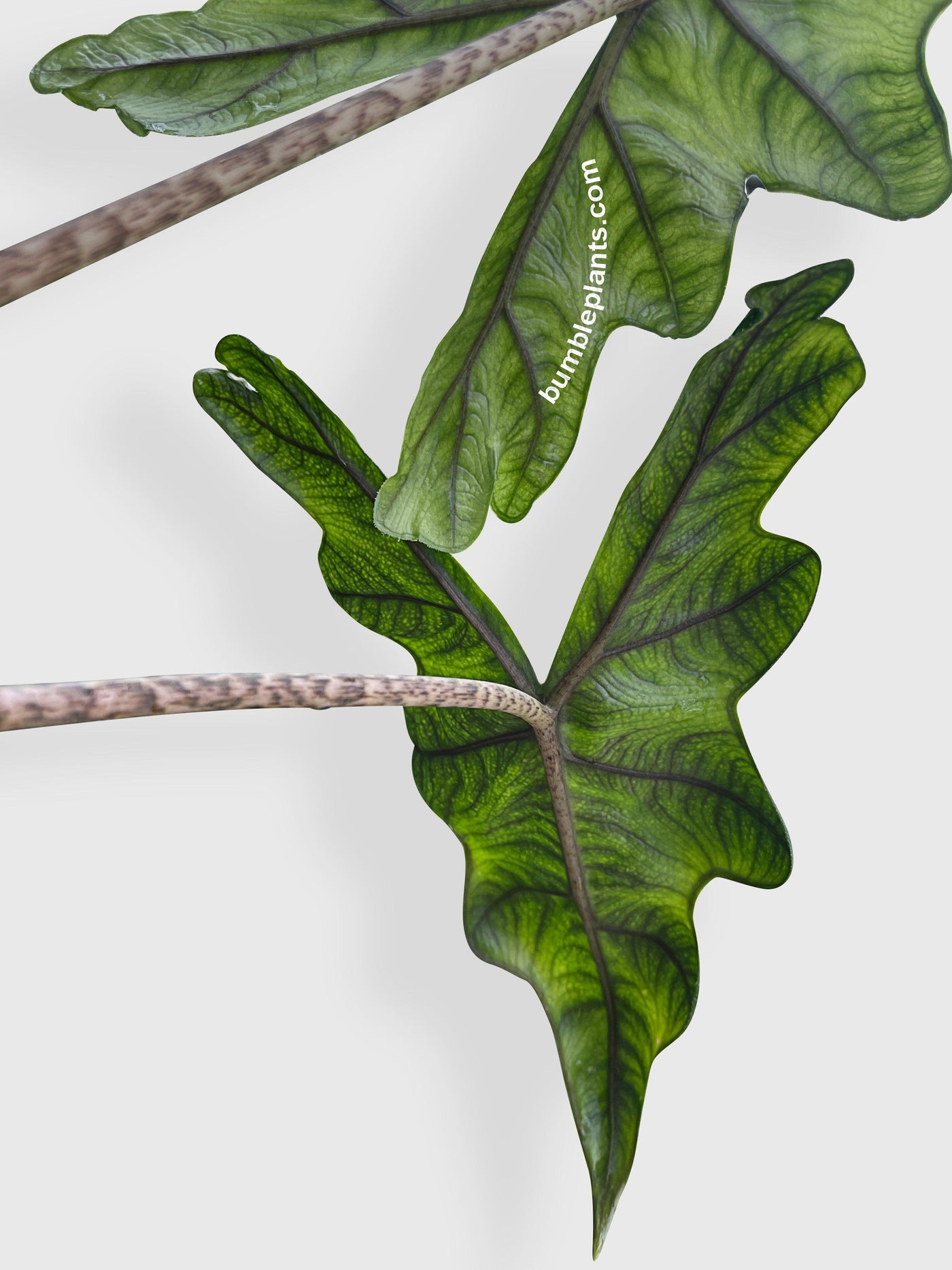 philodendron jacklyn Live Alocasia Jacklyn