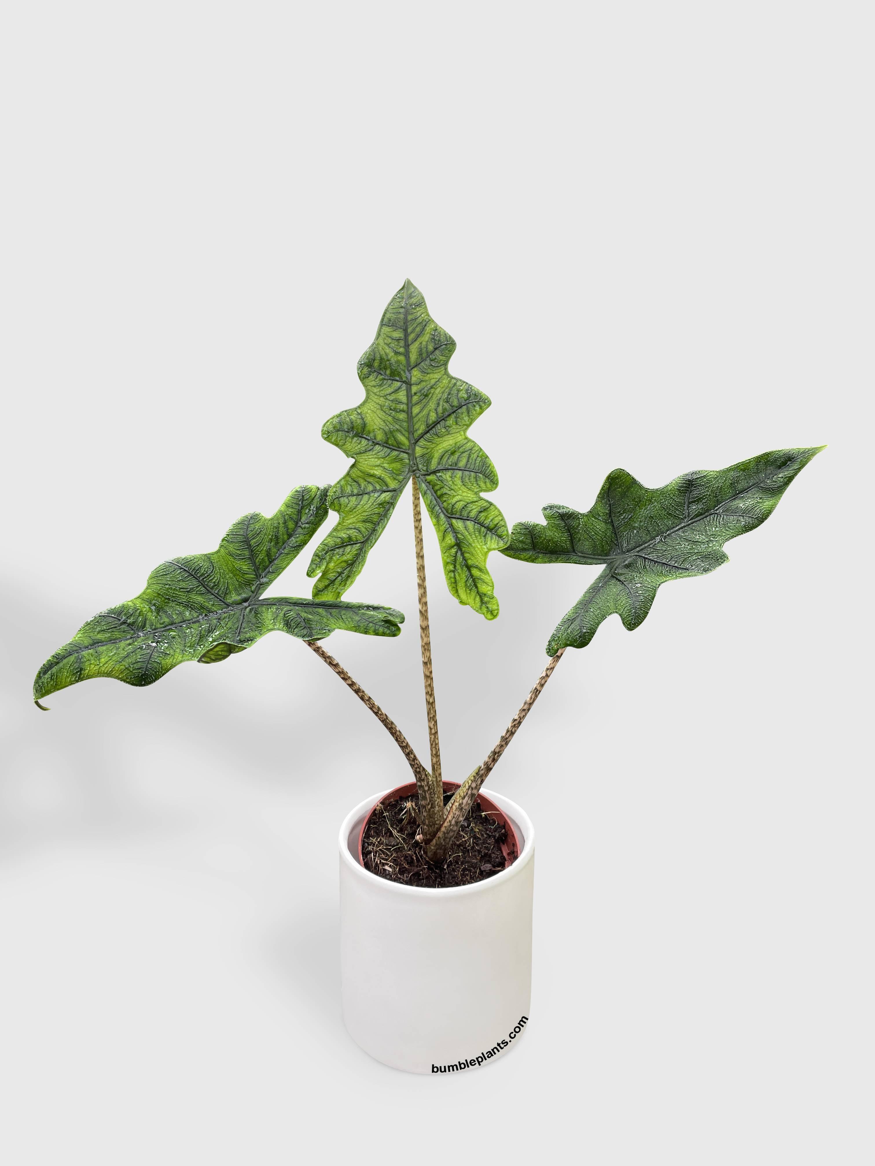 Alocasia Jacklyn - Bumble Plants