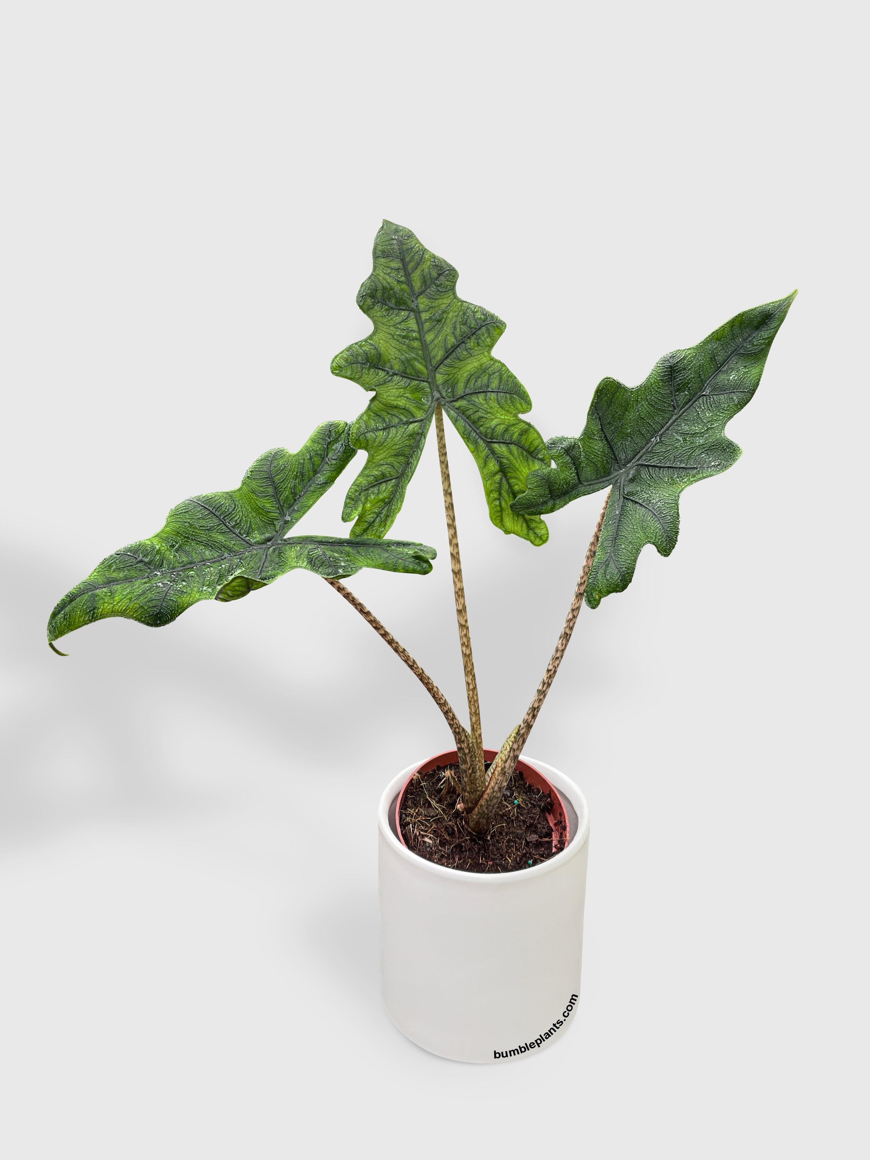 Alocasia Jacklyn - Bumble Plants