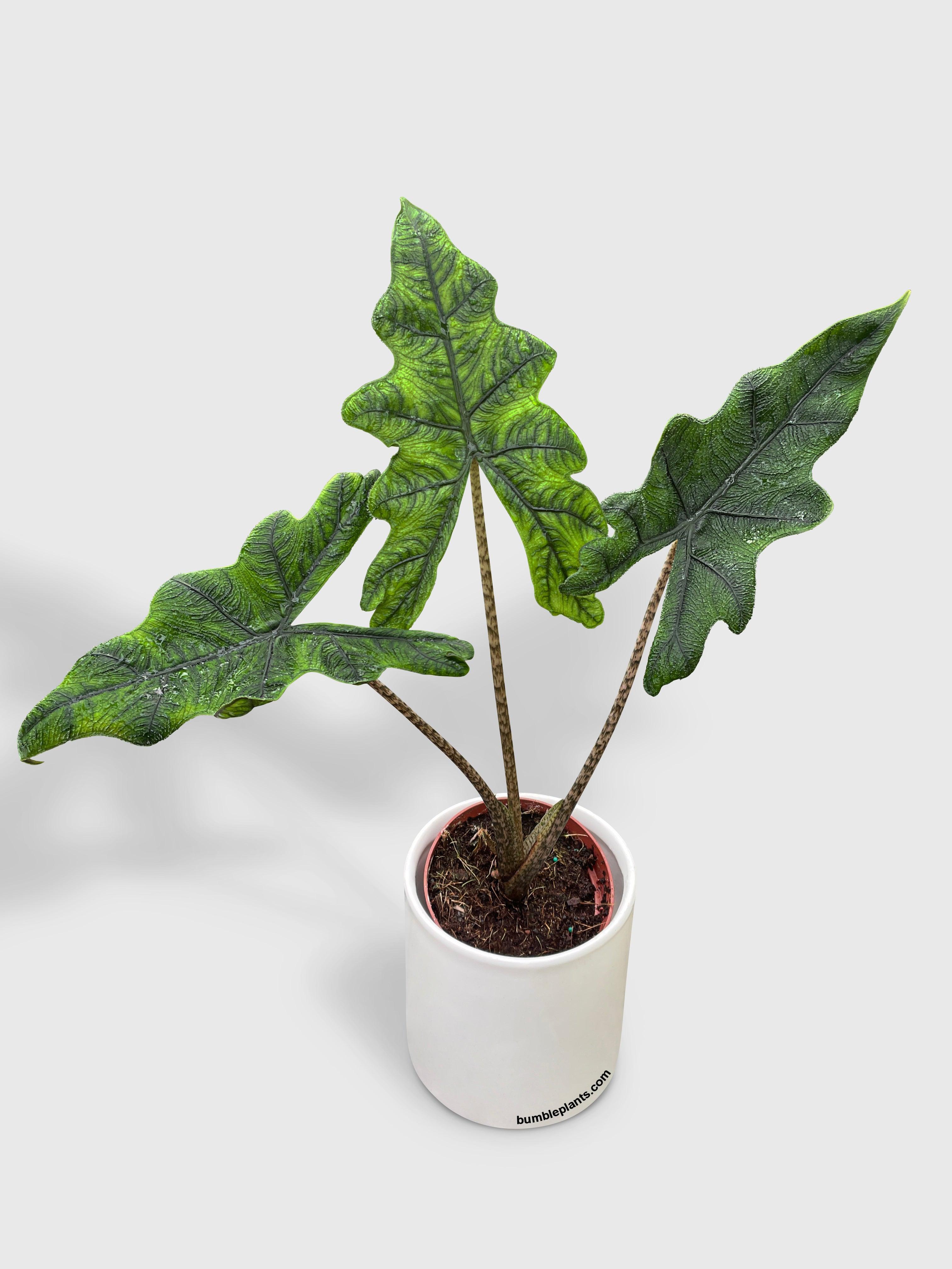 Alocasia Jacklyn - Bumble Plants