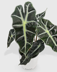 Alocasia Polly 'African Mask'