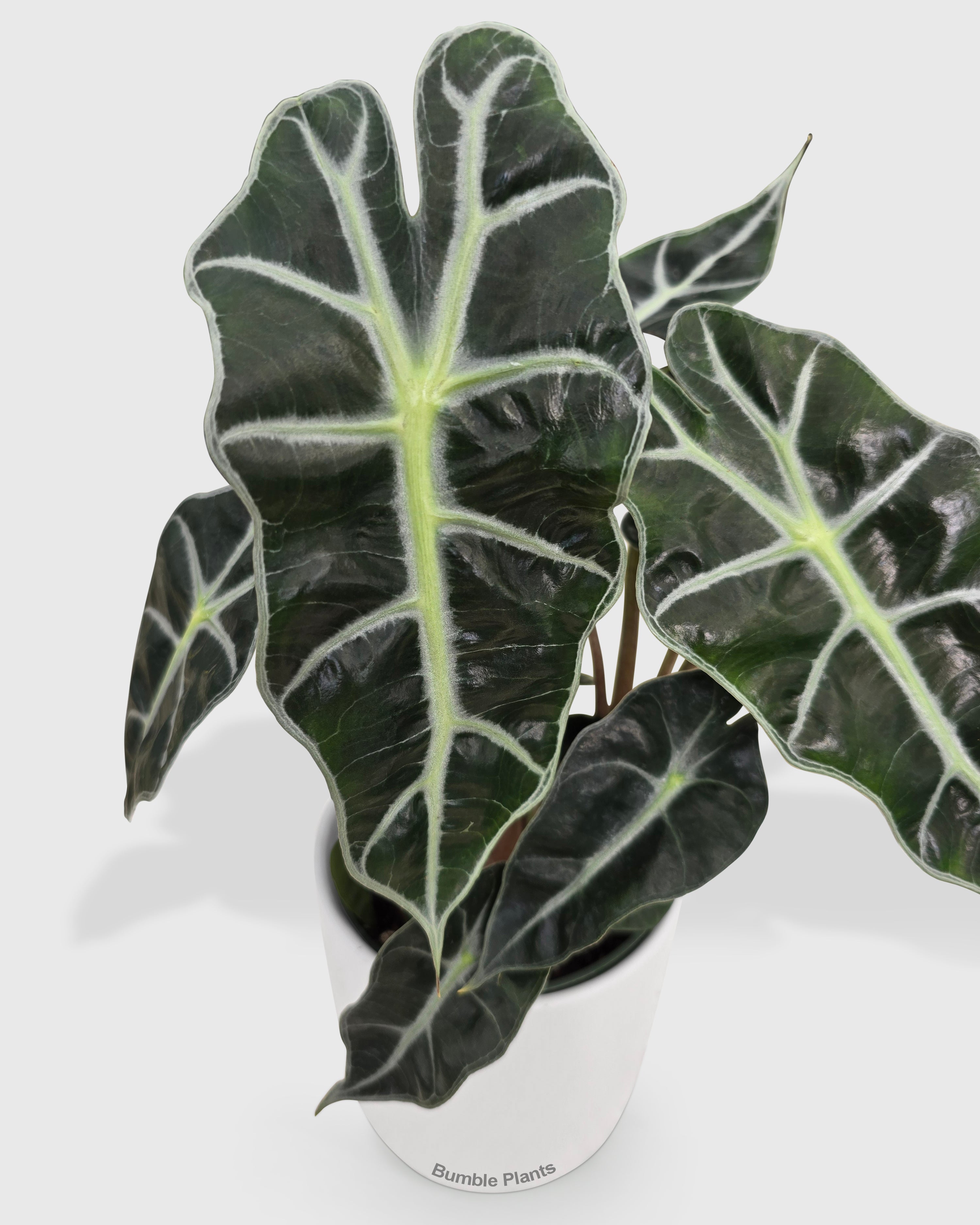 Alocasia Polly 'African Mask'