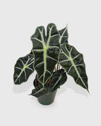 Alocasia Polly 'African Mask'