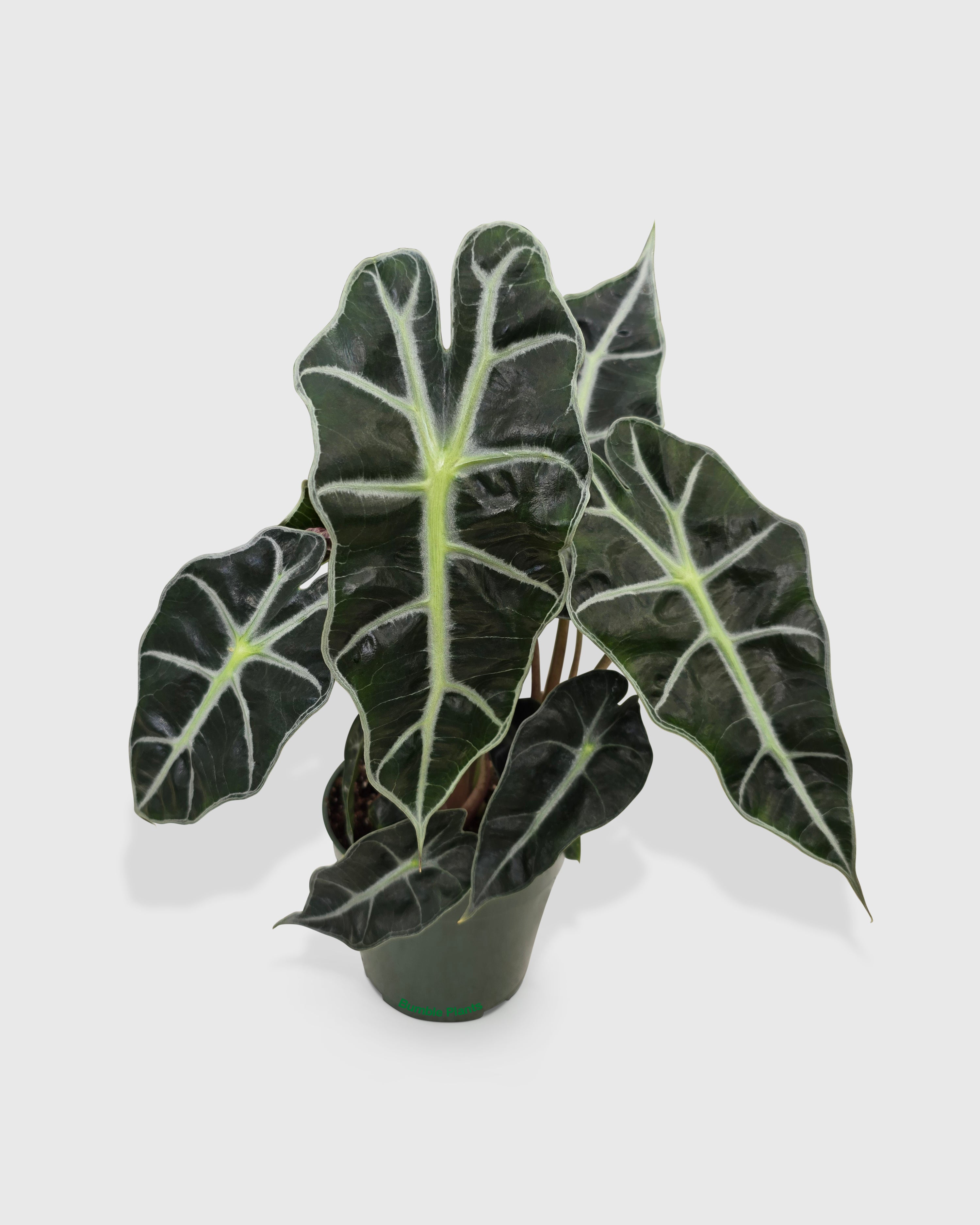 Alocasia Polly 'African Mask'
