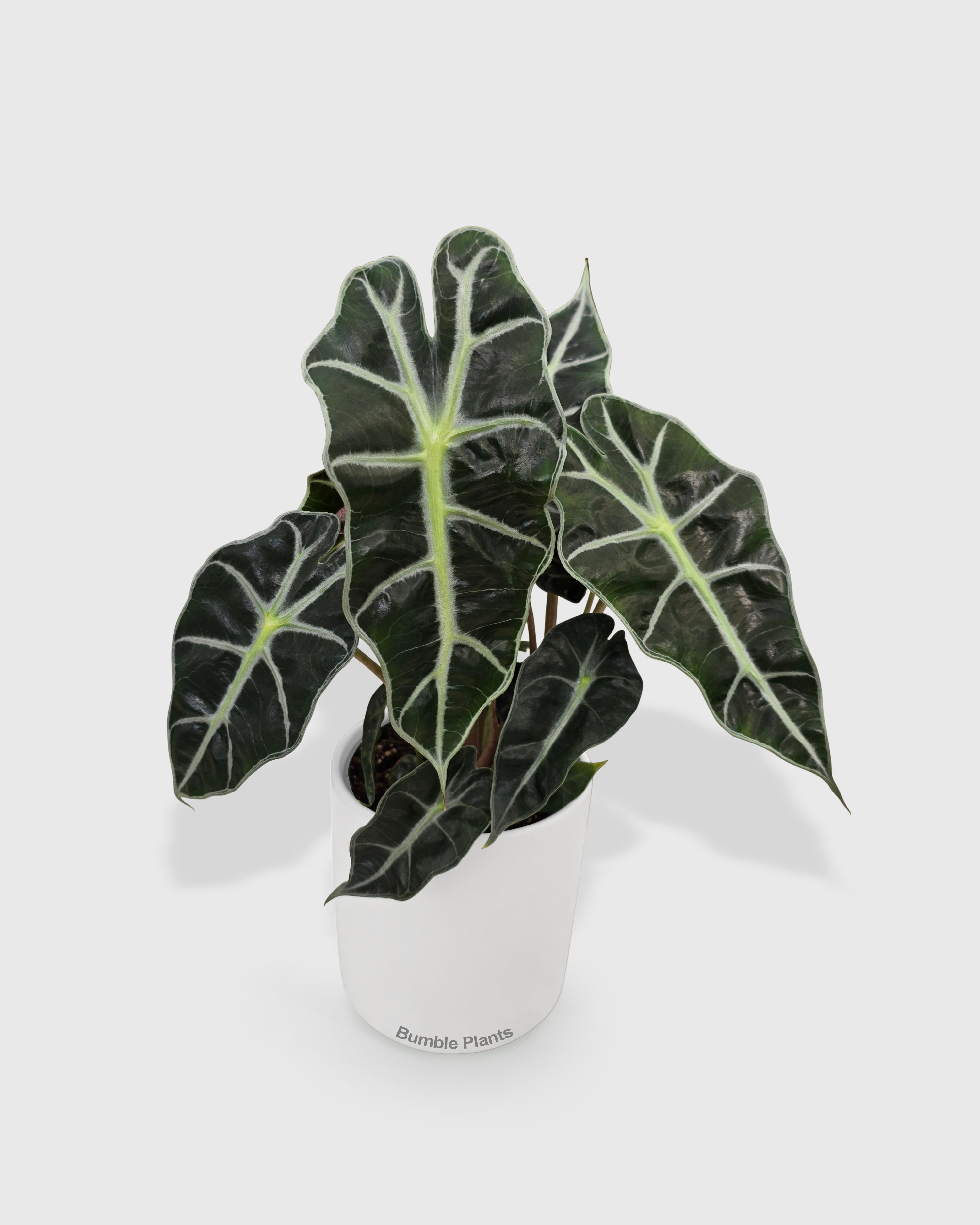 Alocasia Polly 'African Mask'