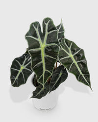 Alocasia Polly 'African Mask'