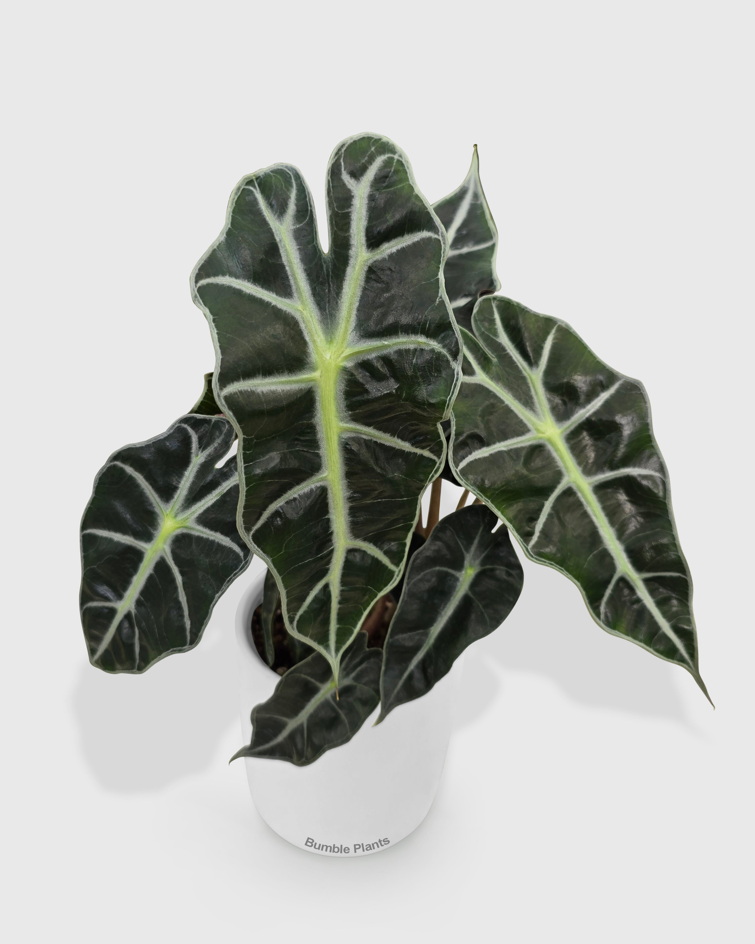 Alocasia Polly 'African Mask'