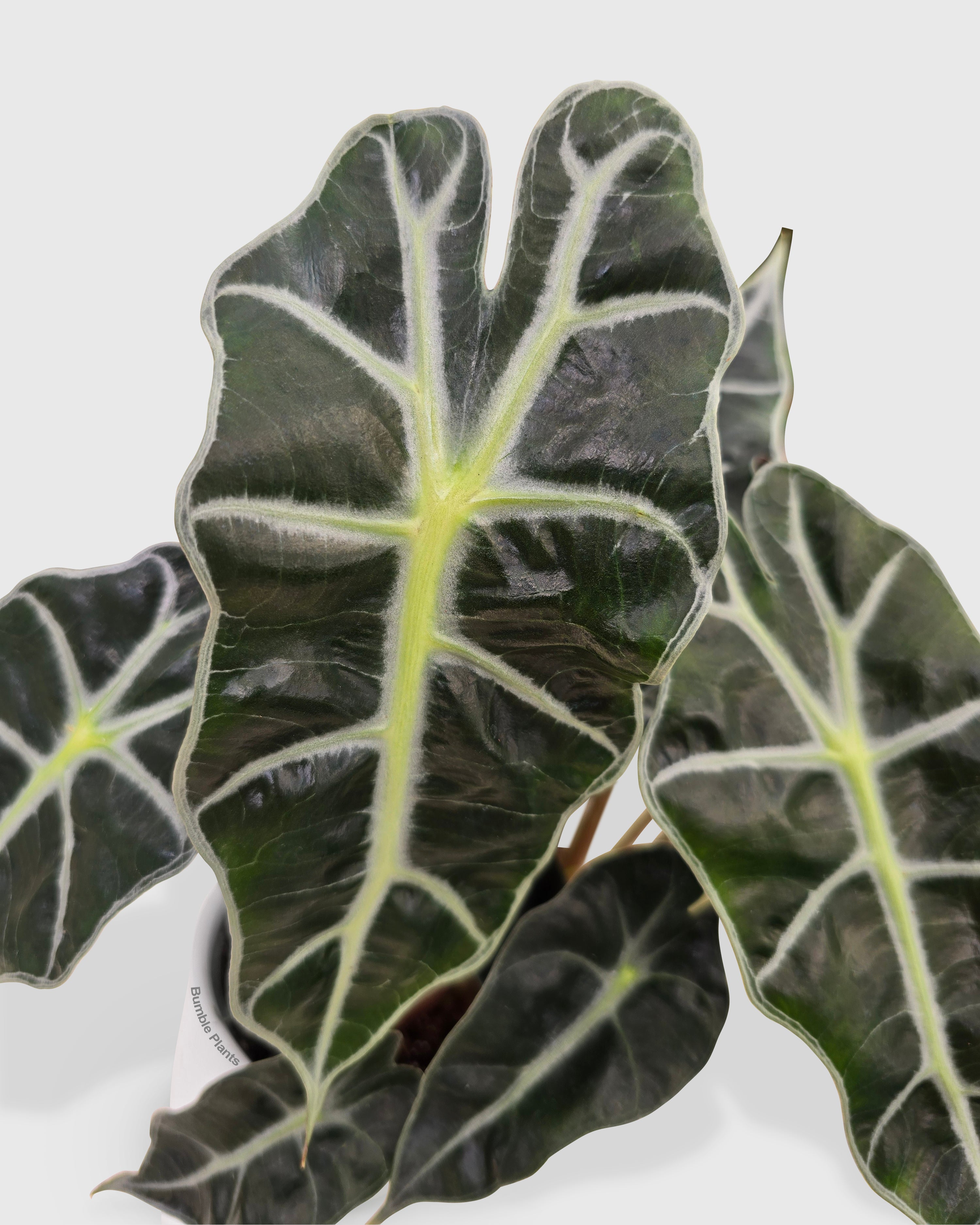 Alocasia Polly 'African Mask'