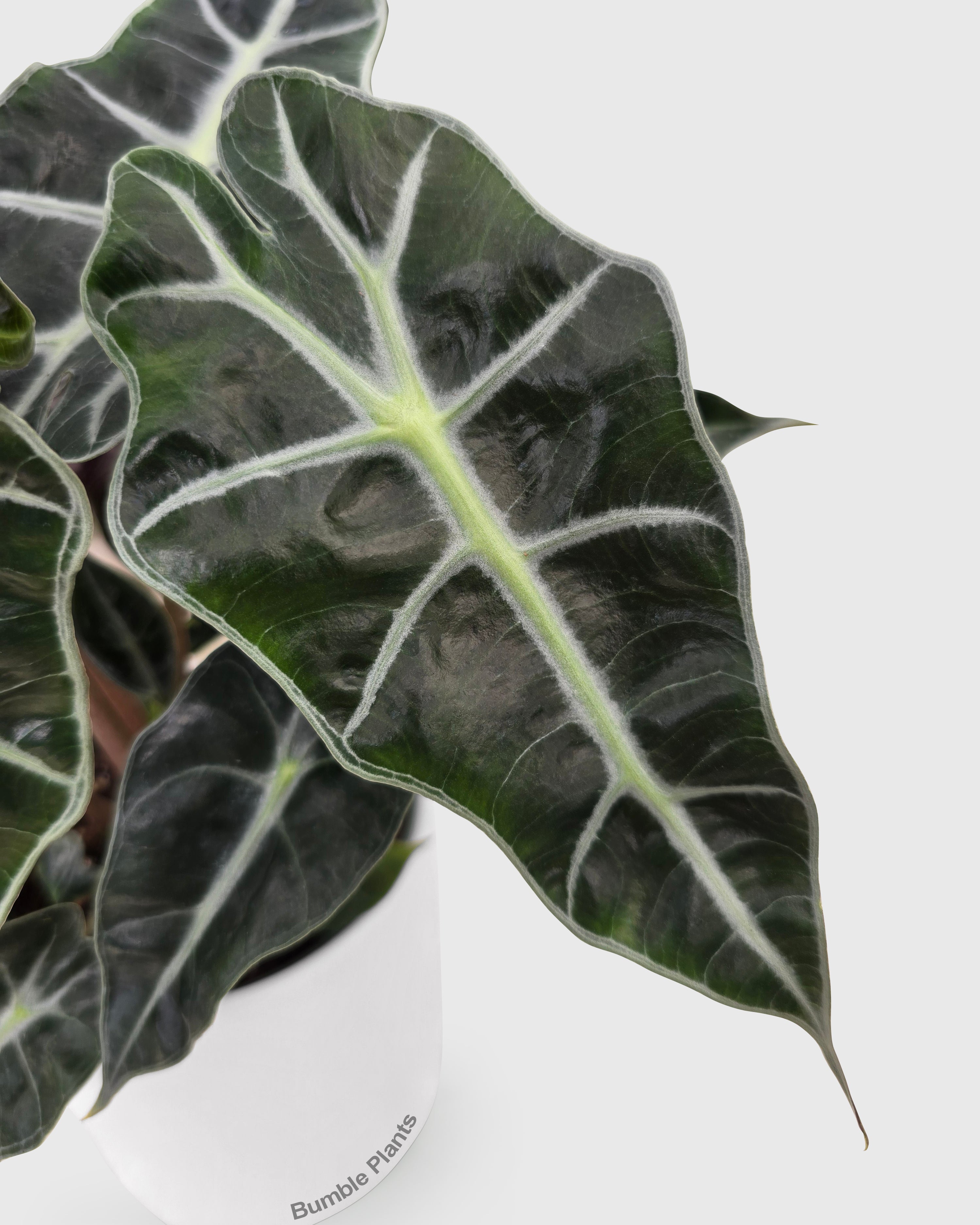 Alocasia Polly 'African Mask'