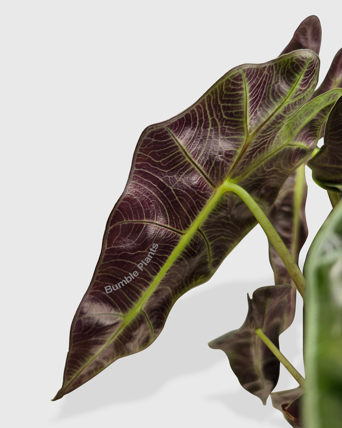 african mask plant seeds Live Alocasia Polly 'African Mask'