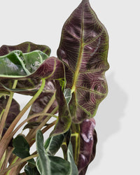 Alocasia Polly 'African Mask'