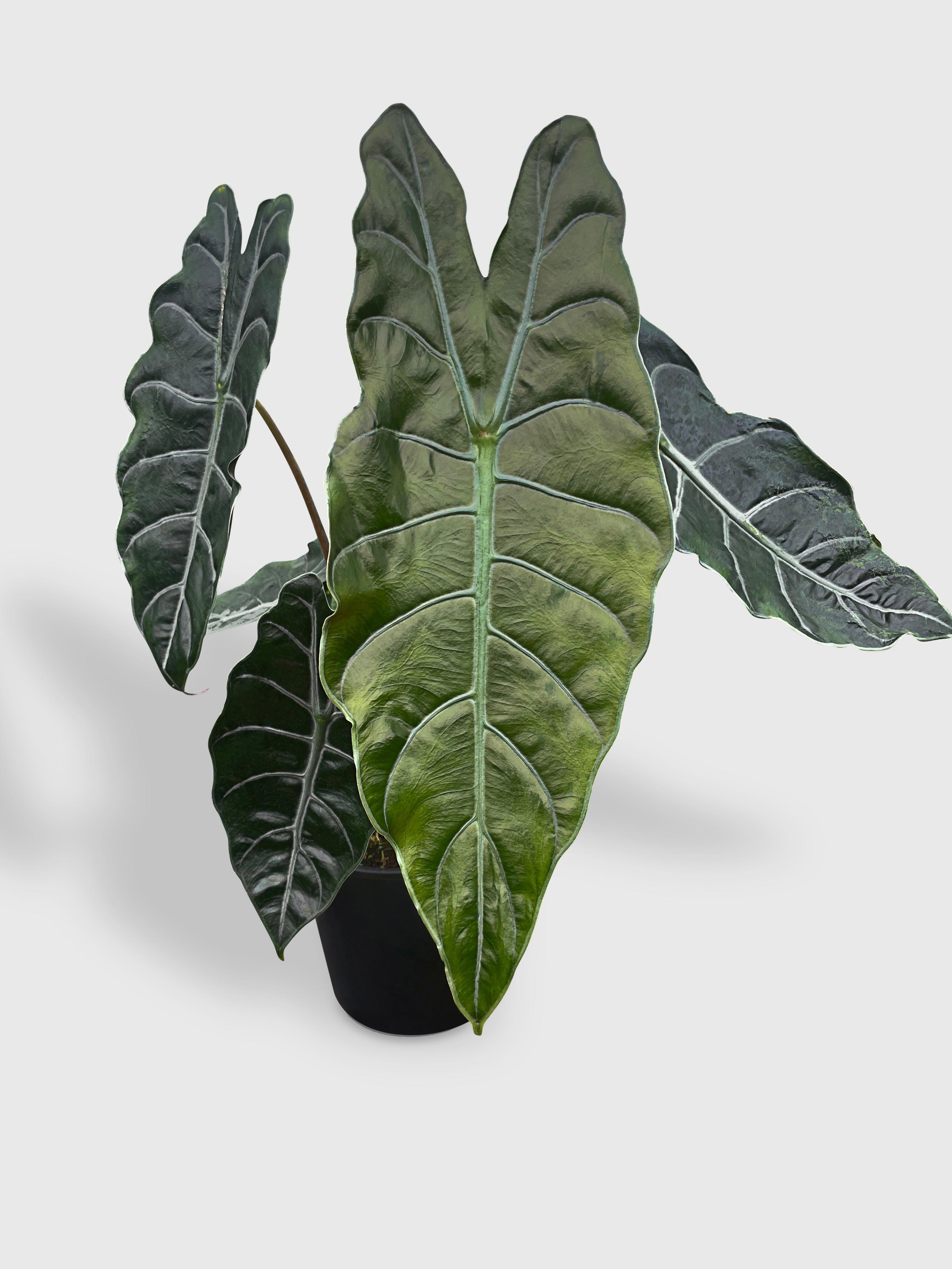 hybrid elephant ear plant Live Alocasia X Chantrieri Hybrid