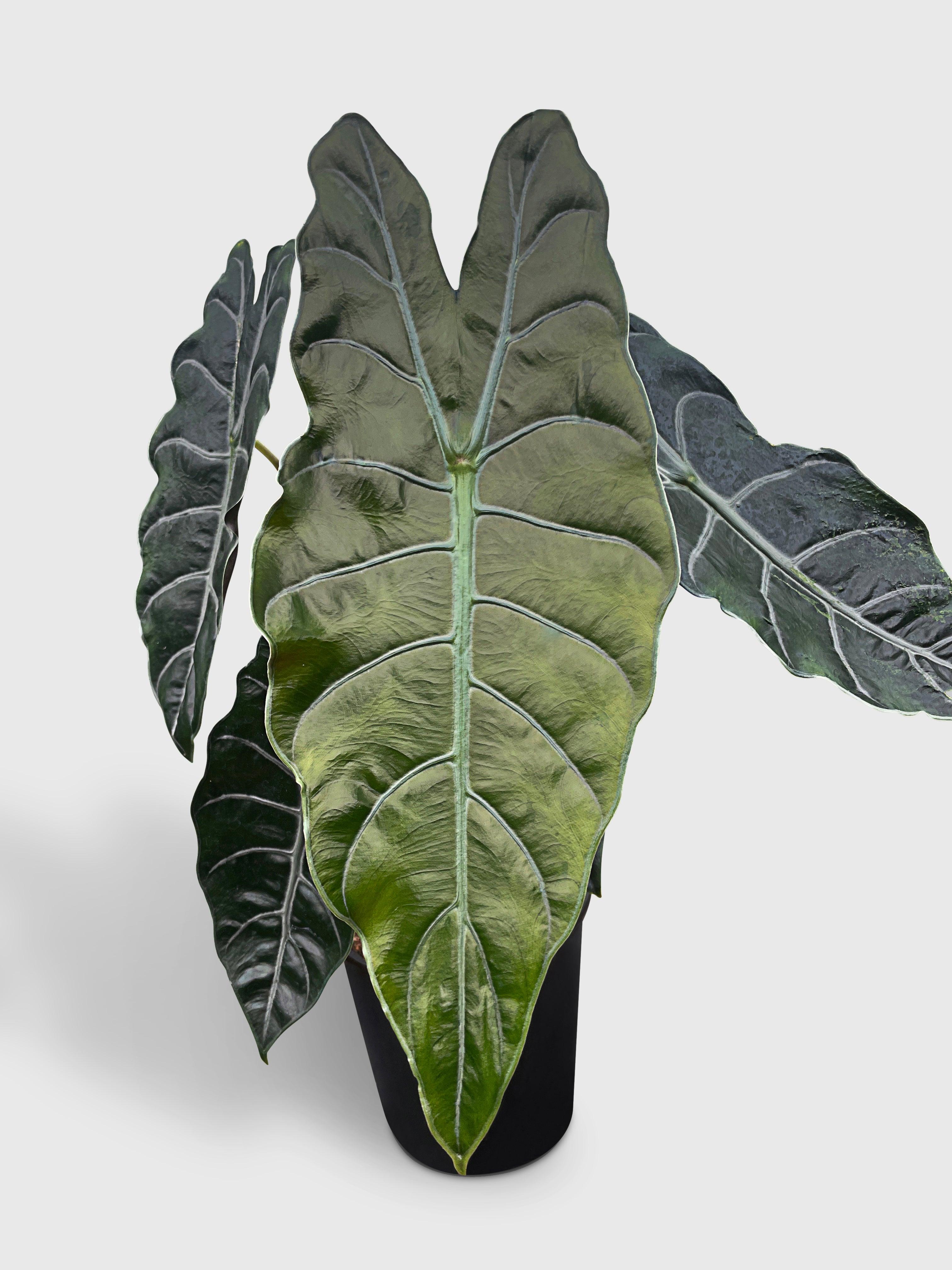 Alocasia X Chantrieri Hybrid · Bumble Plants