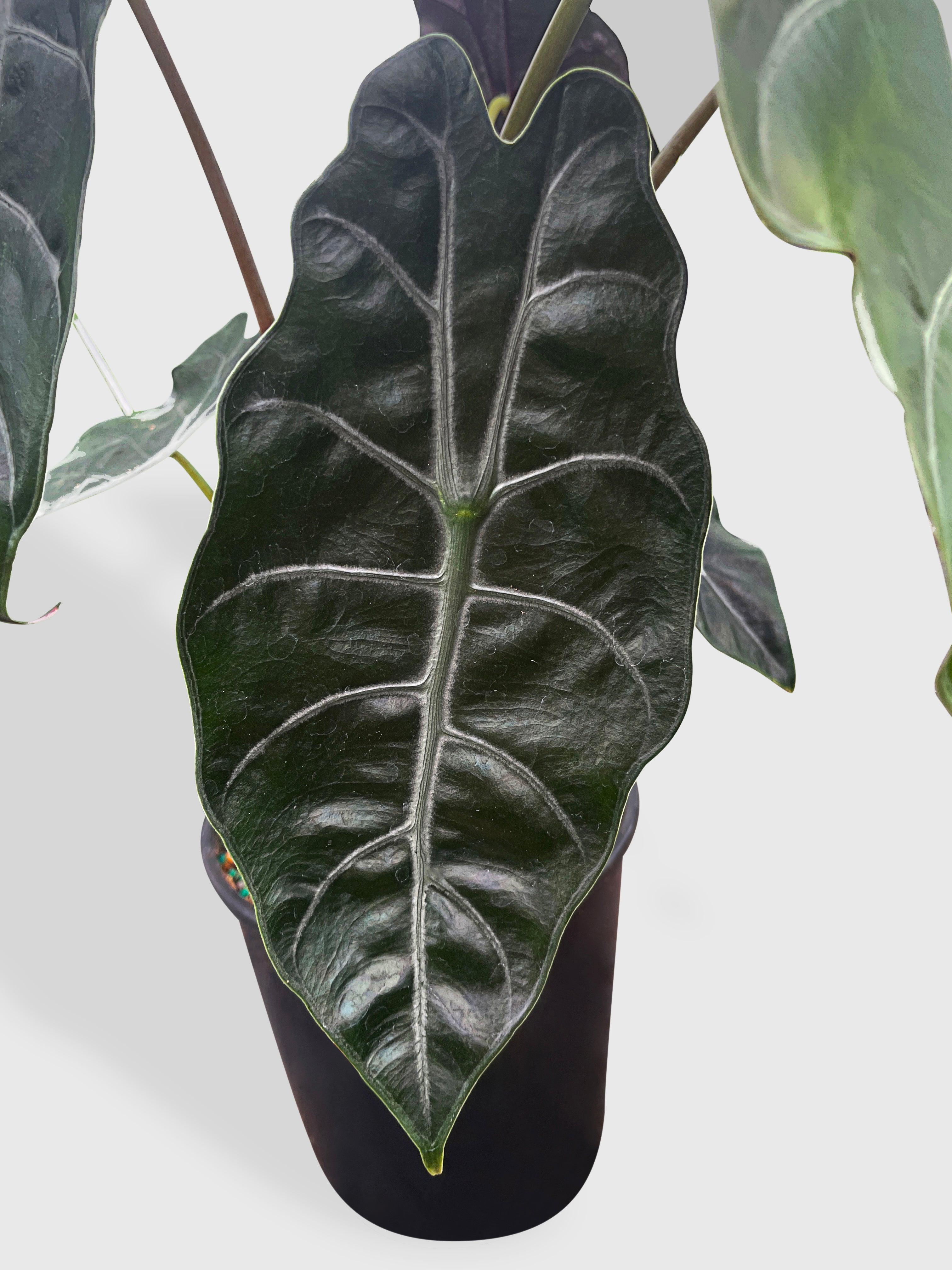 Alocasia X Chantrieri Hybrid · Bumble Plants