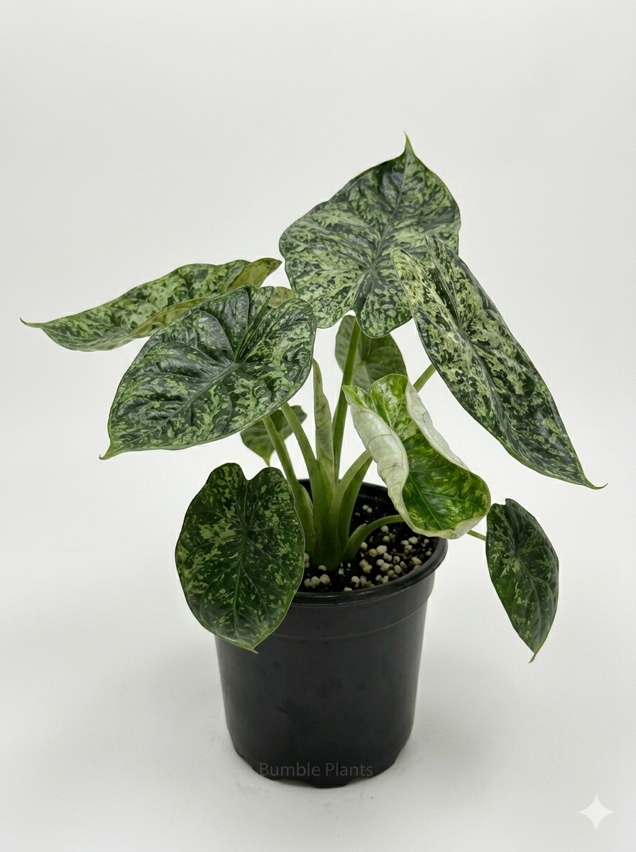 Alocasia 'Dragon Scale Mint'