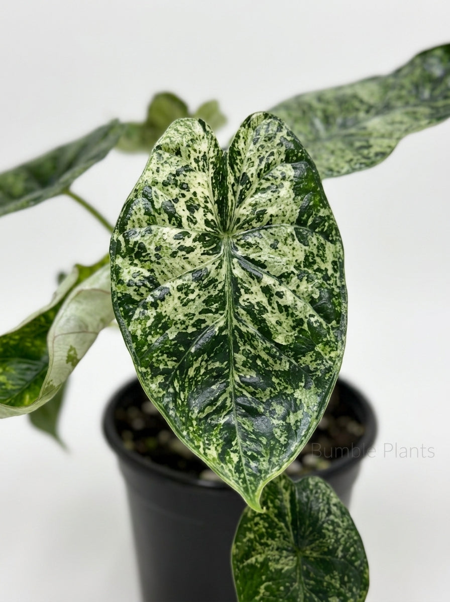 Alocasia 'Dragon Scale Mint'