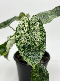 Alocasia 'Dragon Scale Mint'