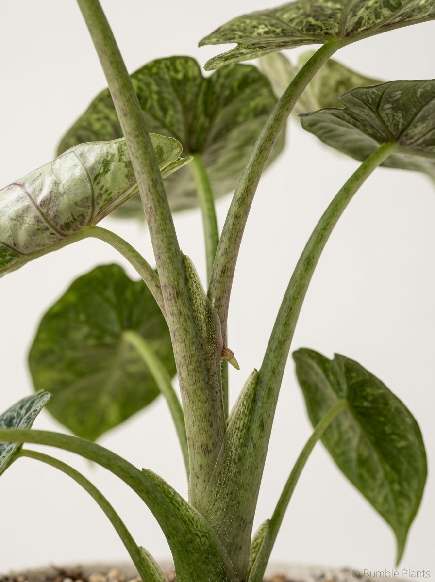 Alocasia 'Dragon Scale Mint'