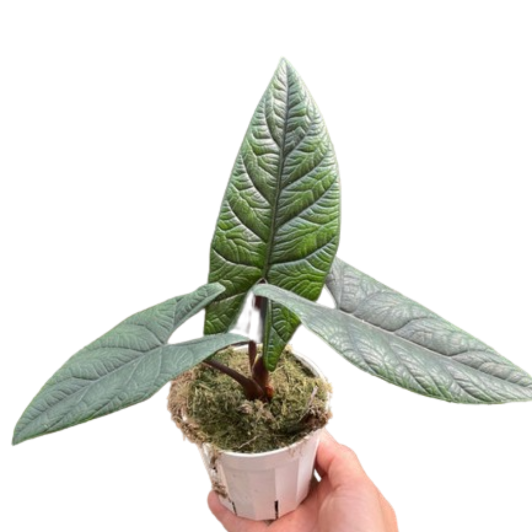 Alocasia Samar Lance 'Scalprum'