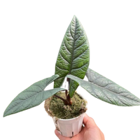 Alocasia Samar Lance 'Scalprum'