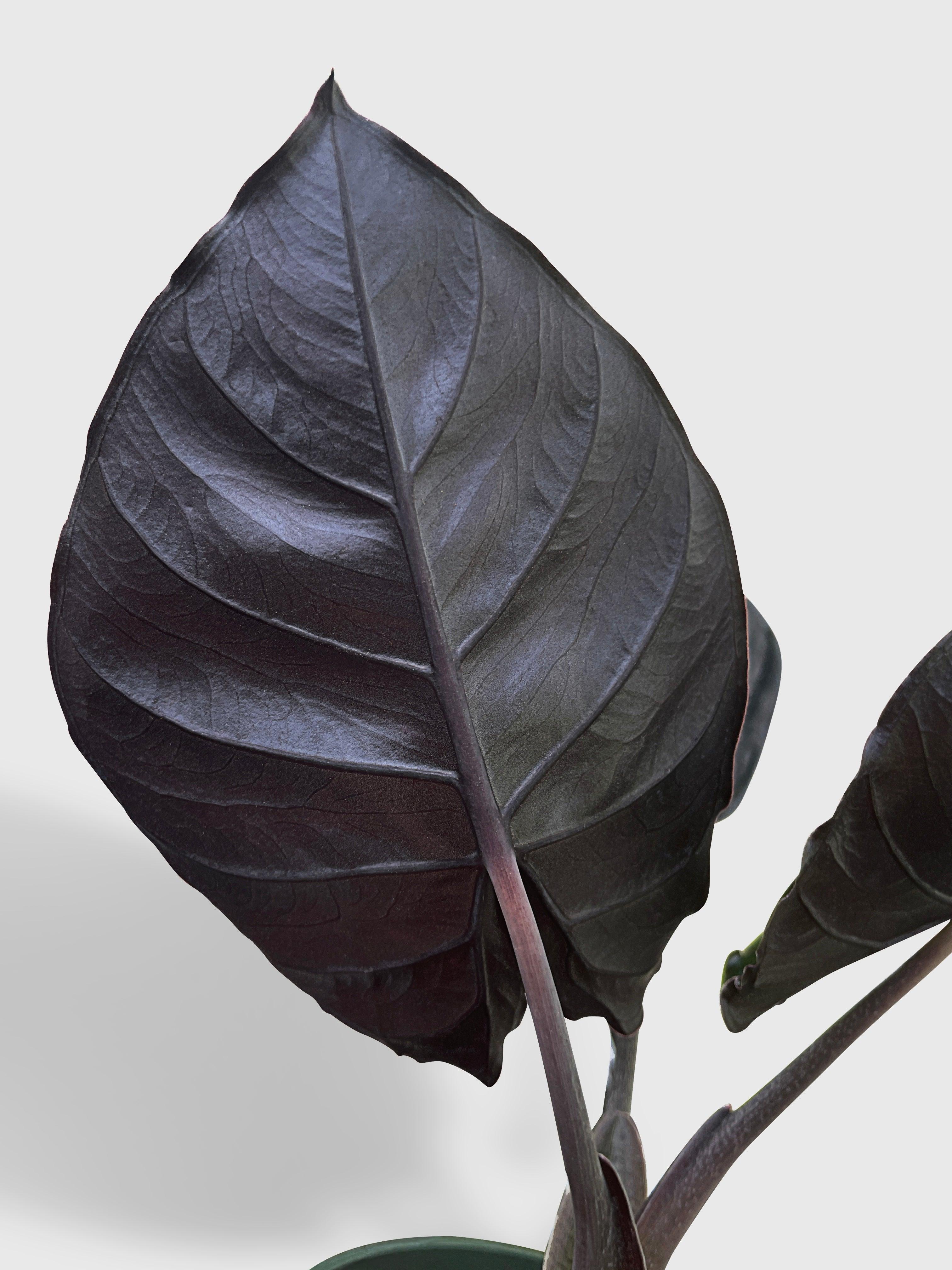 Live Alocasia Infernalis Kapit 'Black | Buy Live Fern Plant
