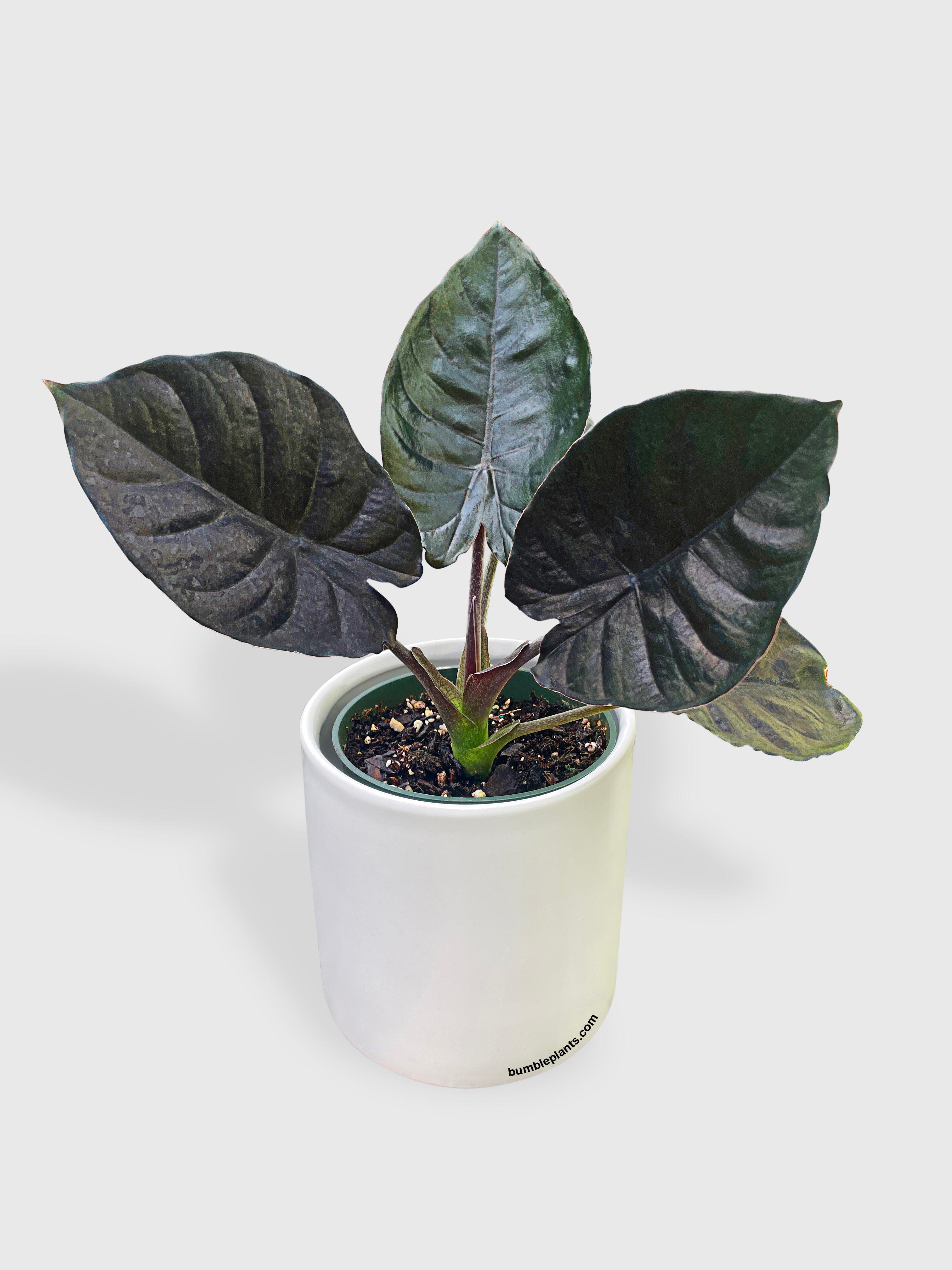 インカ帝国の壺① Live Alocasia Infernalis Kapit 'Black | Buy Live Fern Plant
