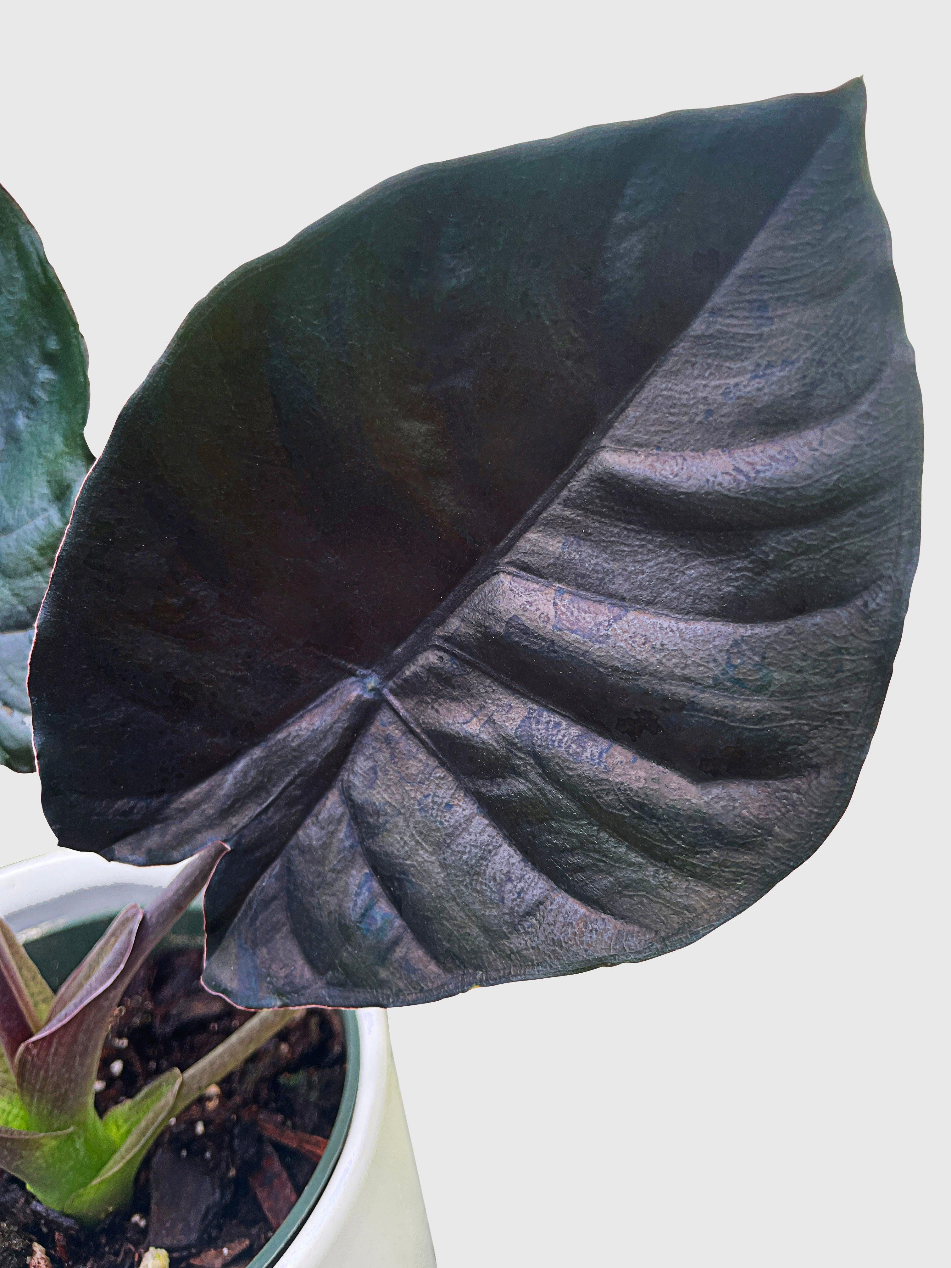 Live Alocasia Infernalis Kapit 'Black | Buy Live Fern Plant