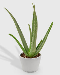 Aloe Barbadensis Mill Vera