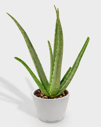 Aloe Barbadensis Mill Vera