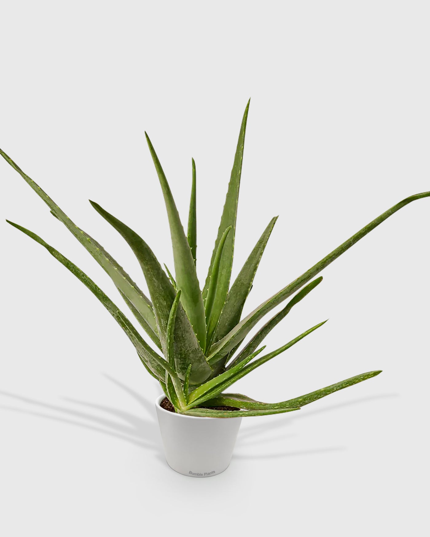 Aloe Barbadensis Mill Vera