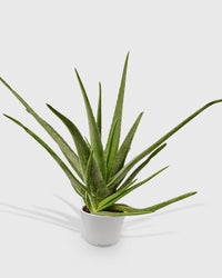 Aloe Barbadensis Mill Vera