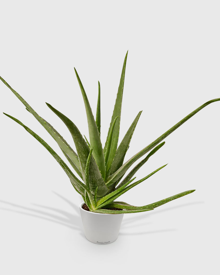 Aloe Barbadensis Mill Vera