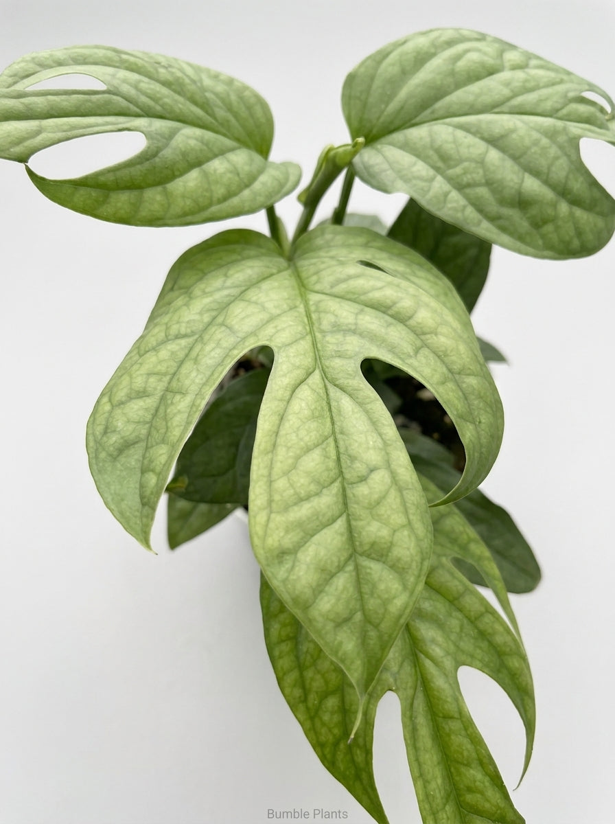 Amydrium 'Silver' Spiderman Monstera