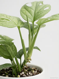 Amydrium 'Silver' Spiderman Monstera