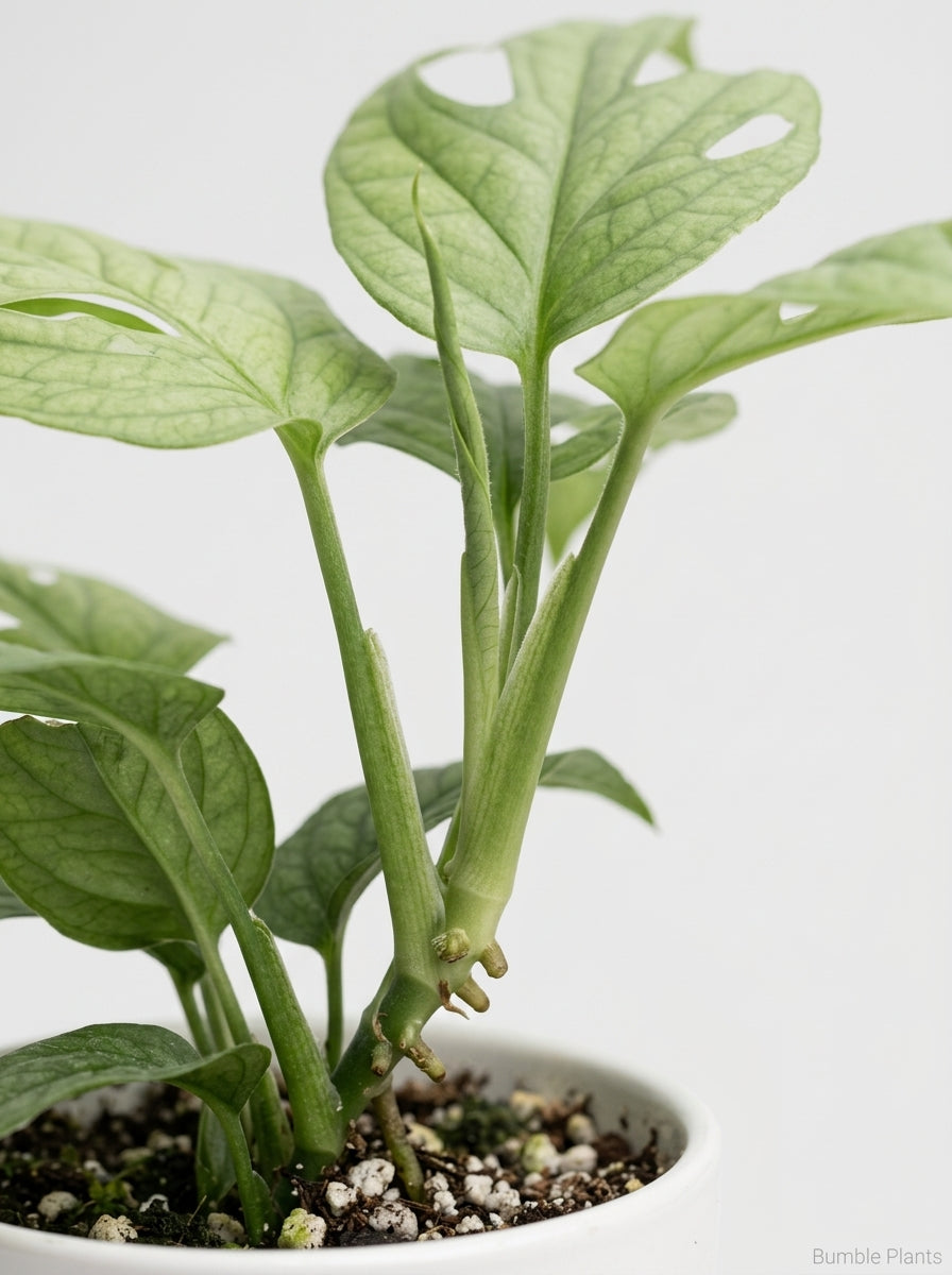 Amydrium 'Silver' Spiderman Monstera