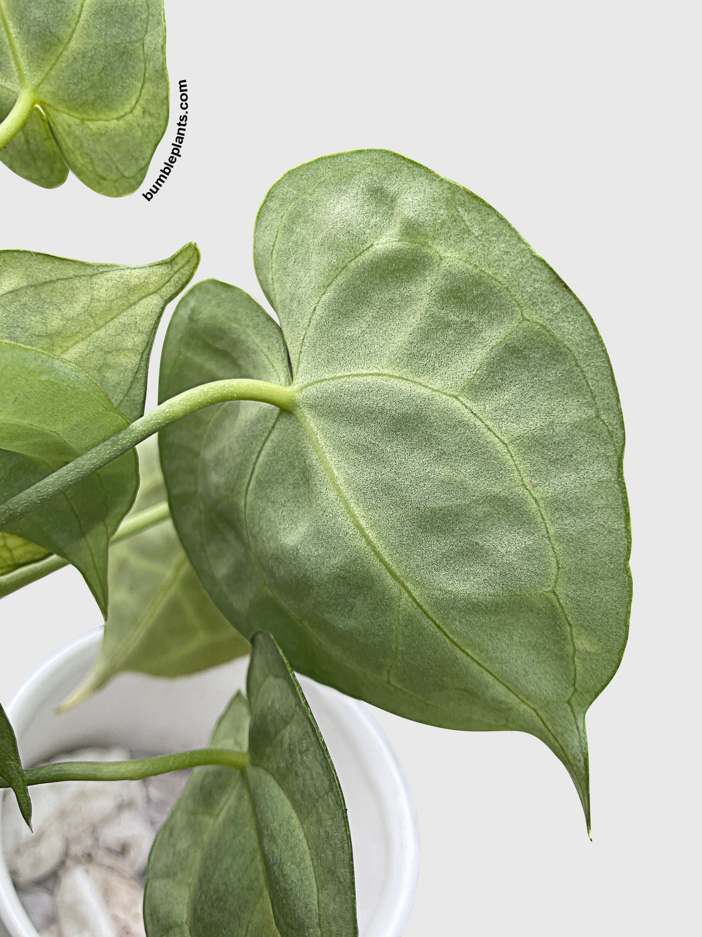 anthurium clarinervium online Live Anthurium Clarinervium