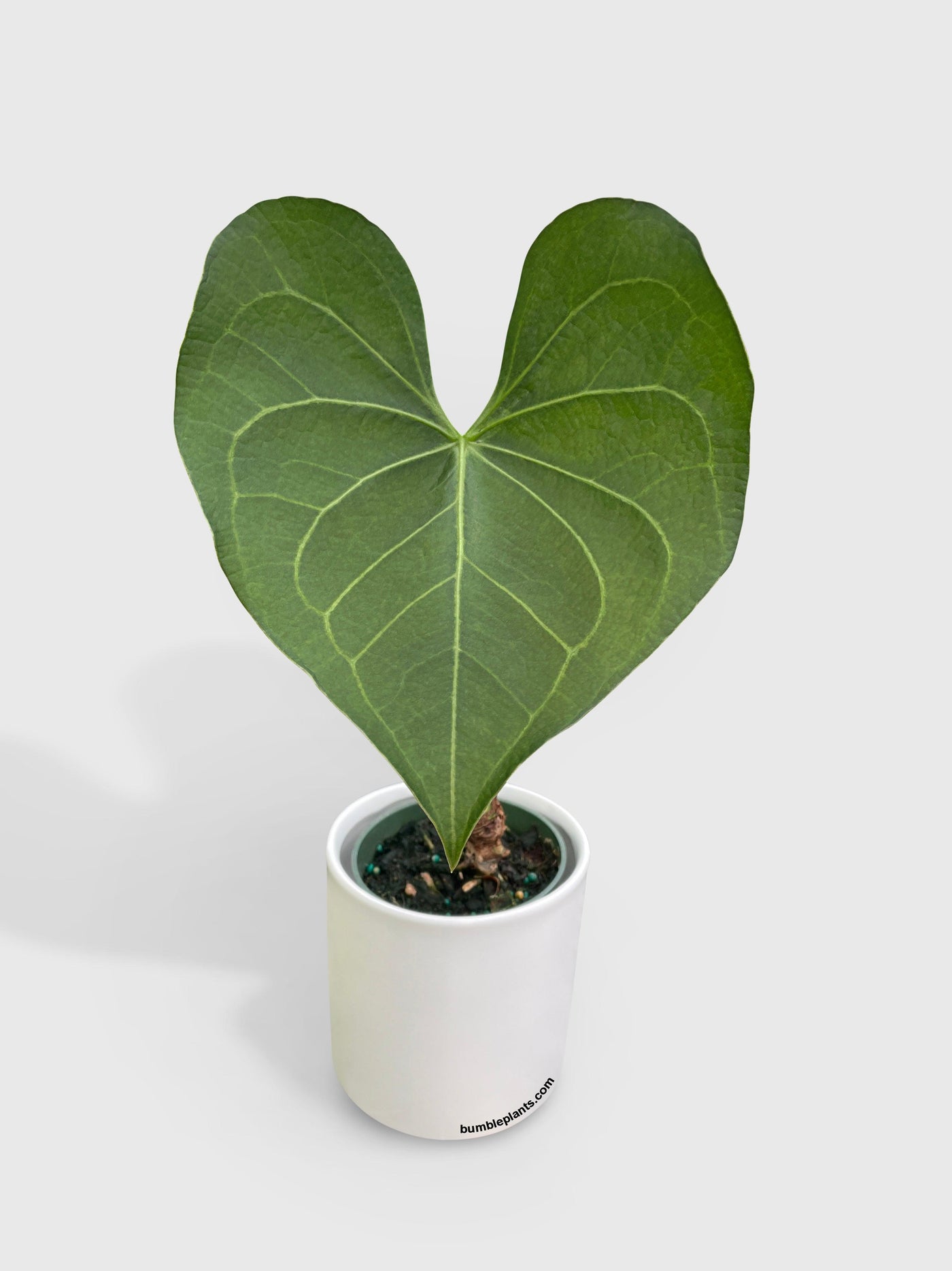 anthurium clarinervium for sale usa Live Anthurium Clarinervium