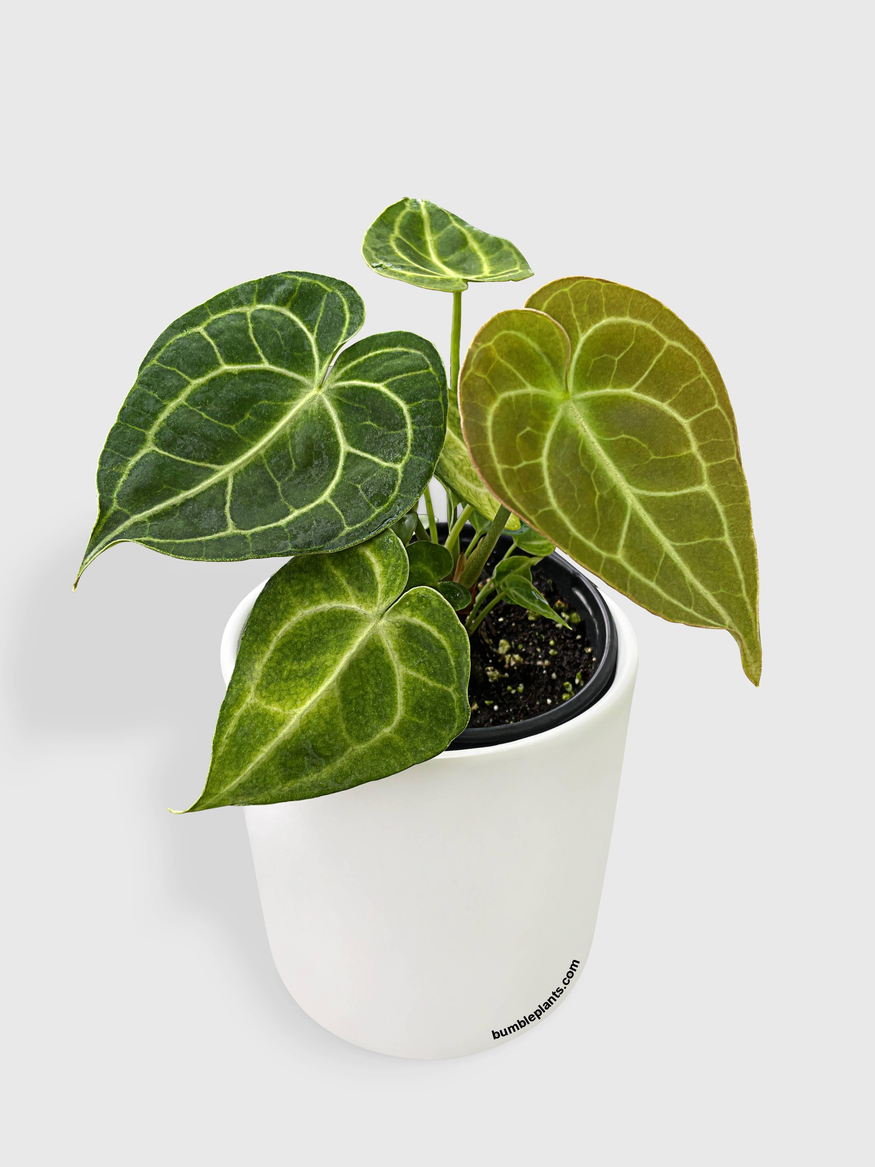 anthurium clarinervium online Anthurium Clarinervium