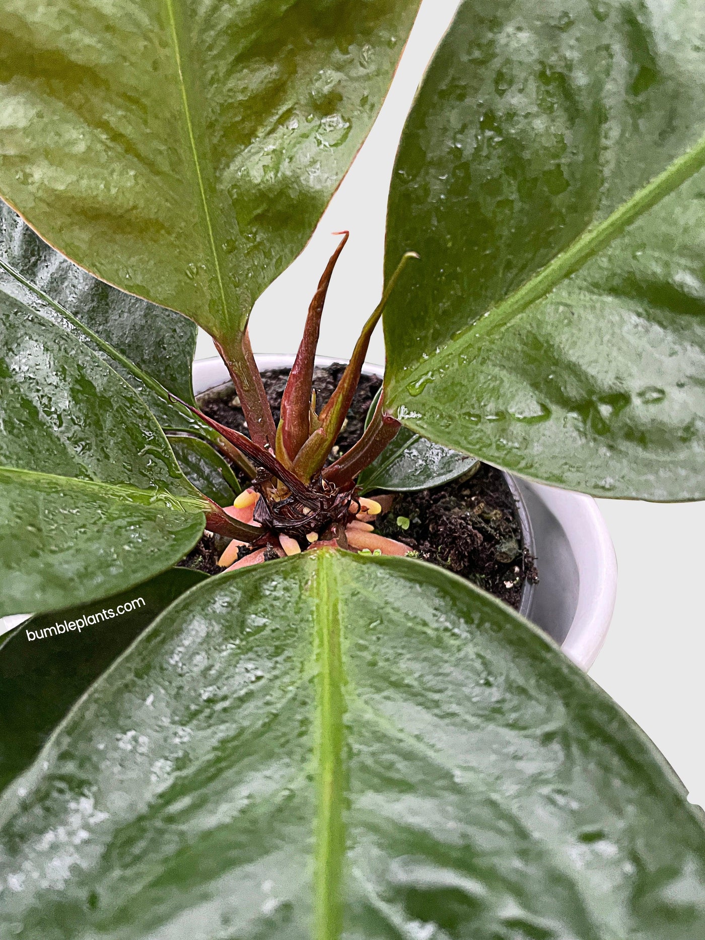 bird's nest anthurium superbum Live Anthurium Superbum 'Bird's Nest'