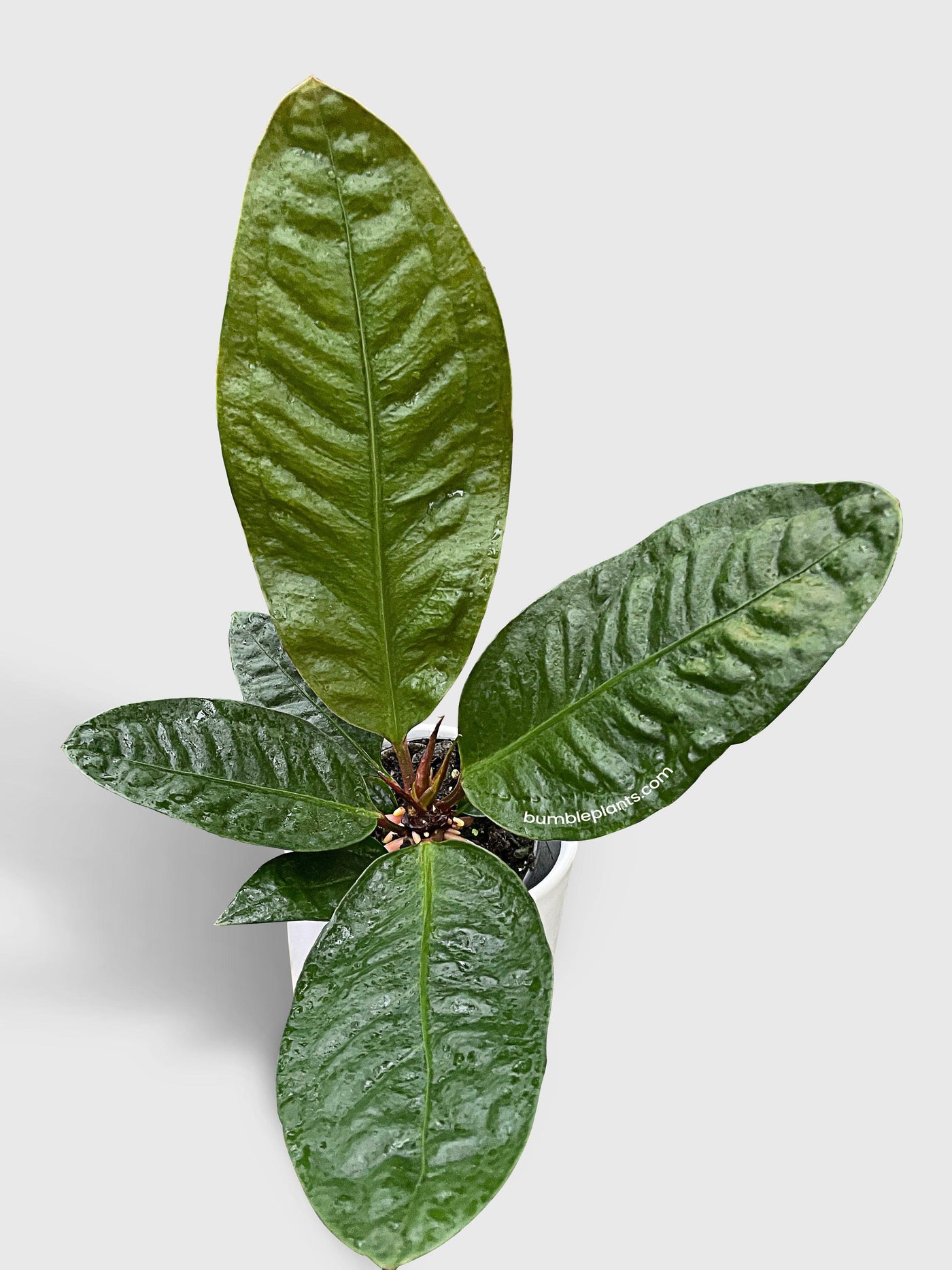anthurium superbum soil Live Anthurium Superbum 'Bird's Nest'