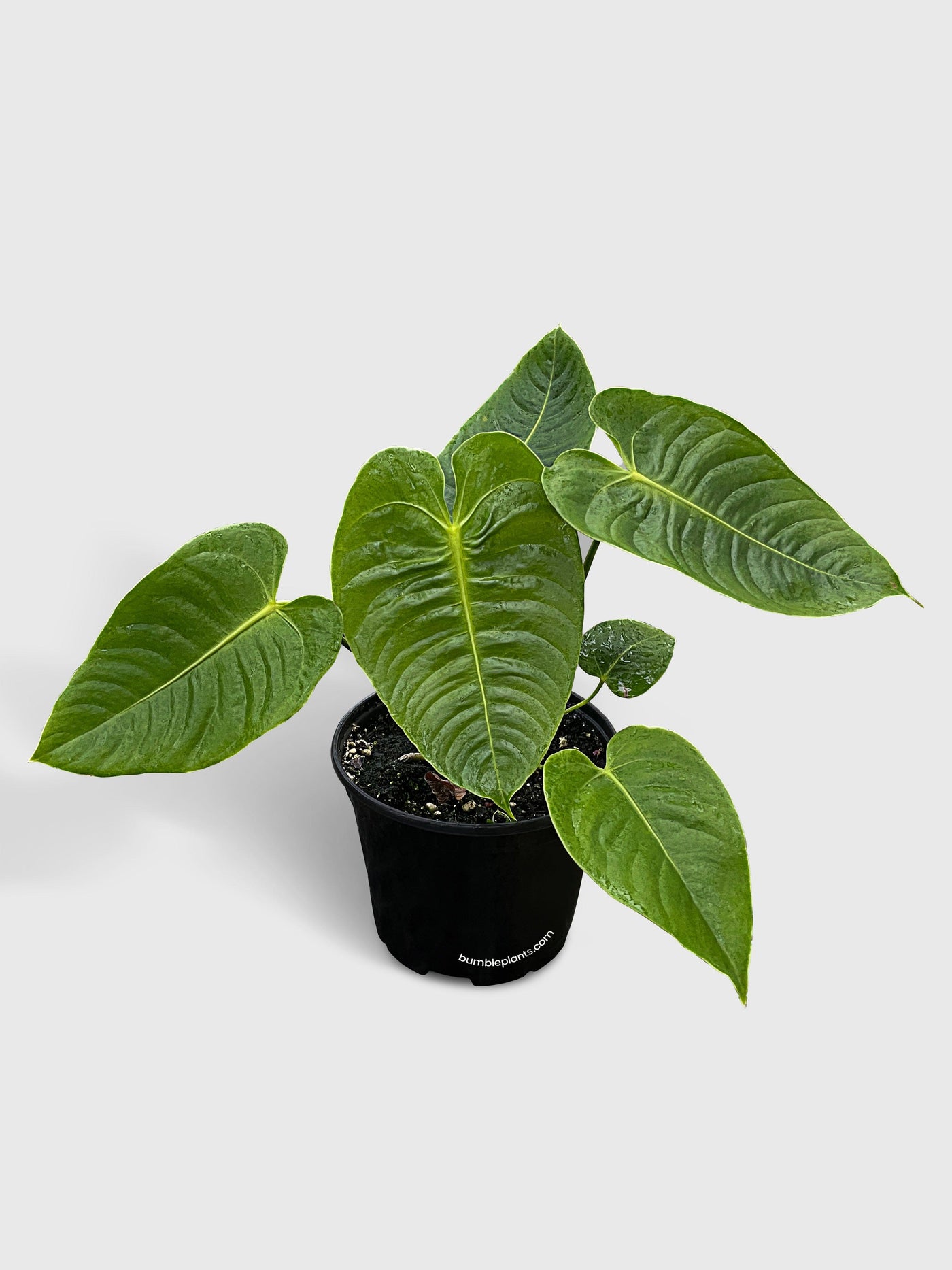 anthurium veitchii buy Live Anthurium Veitchii