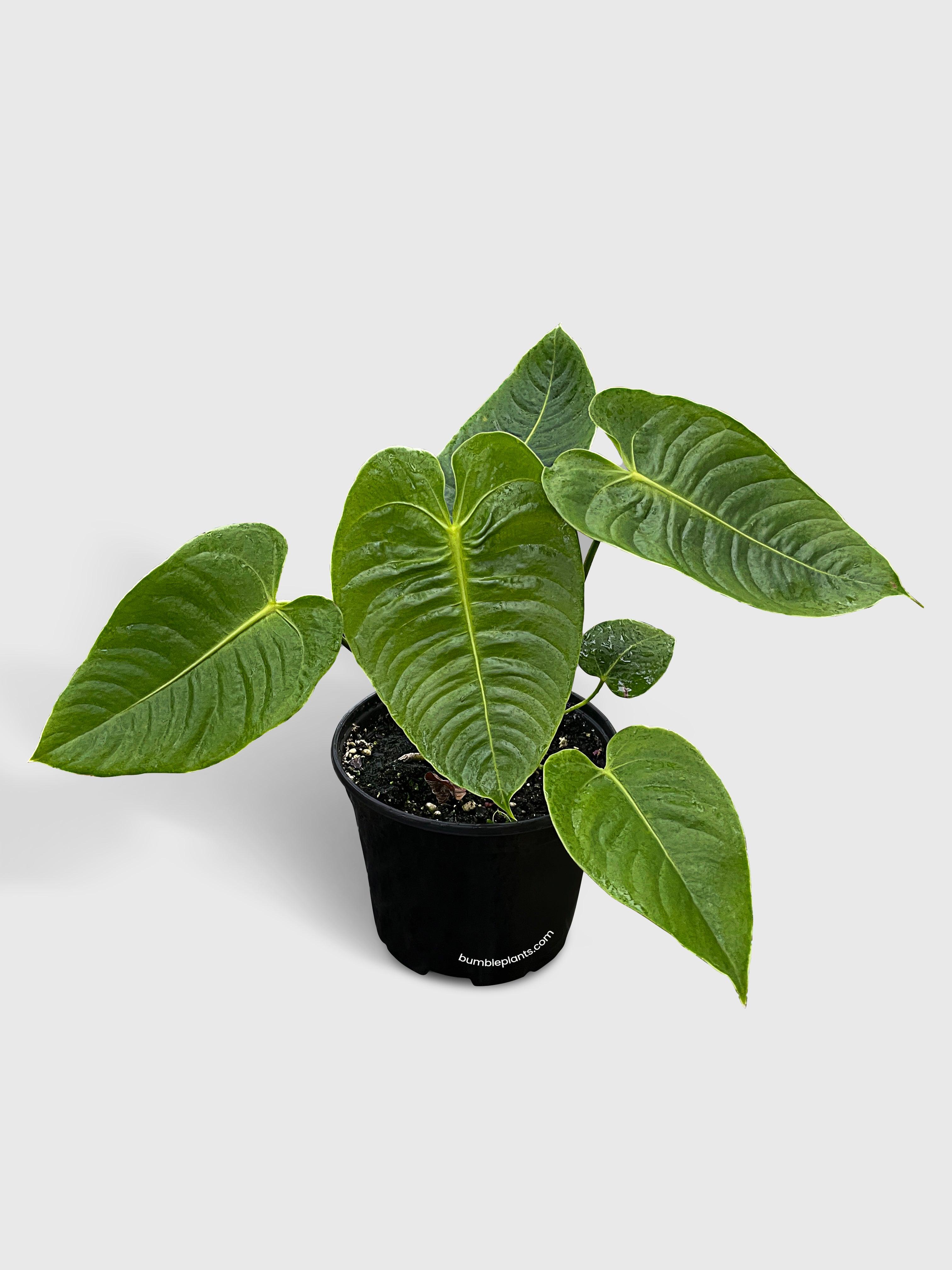caring for an anthurium veitchii Live Anthurium Veitchii