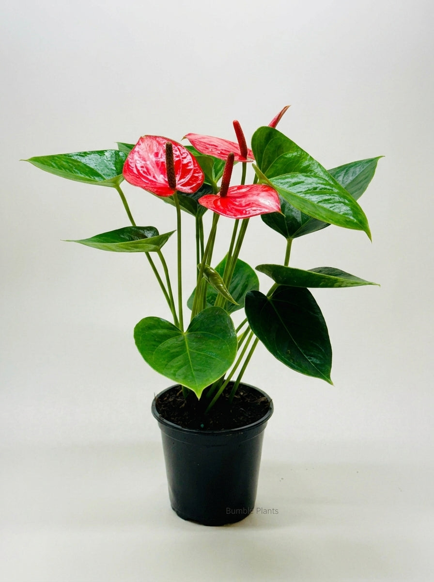 Anthurium 'Livium'