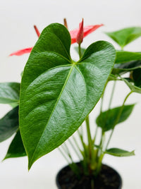 Anthurium 'Livium'
