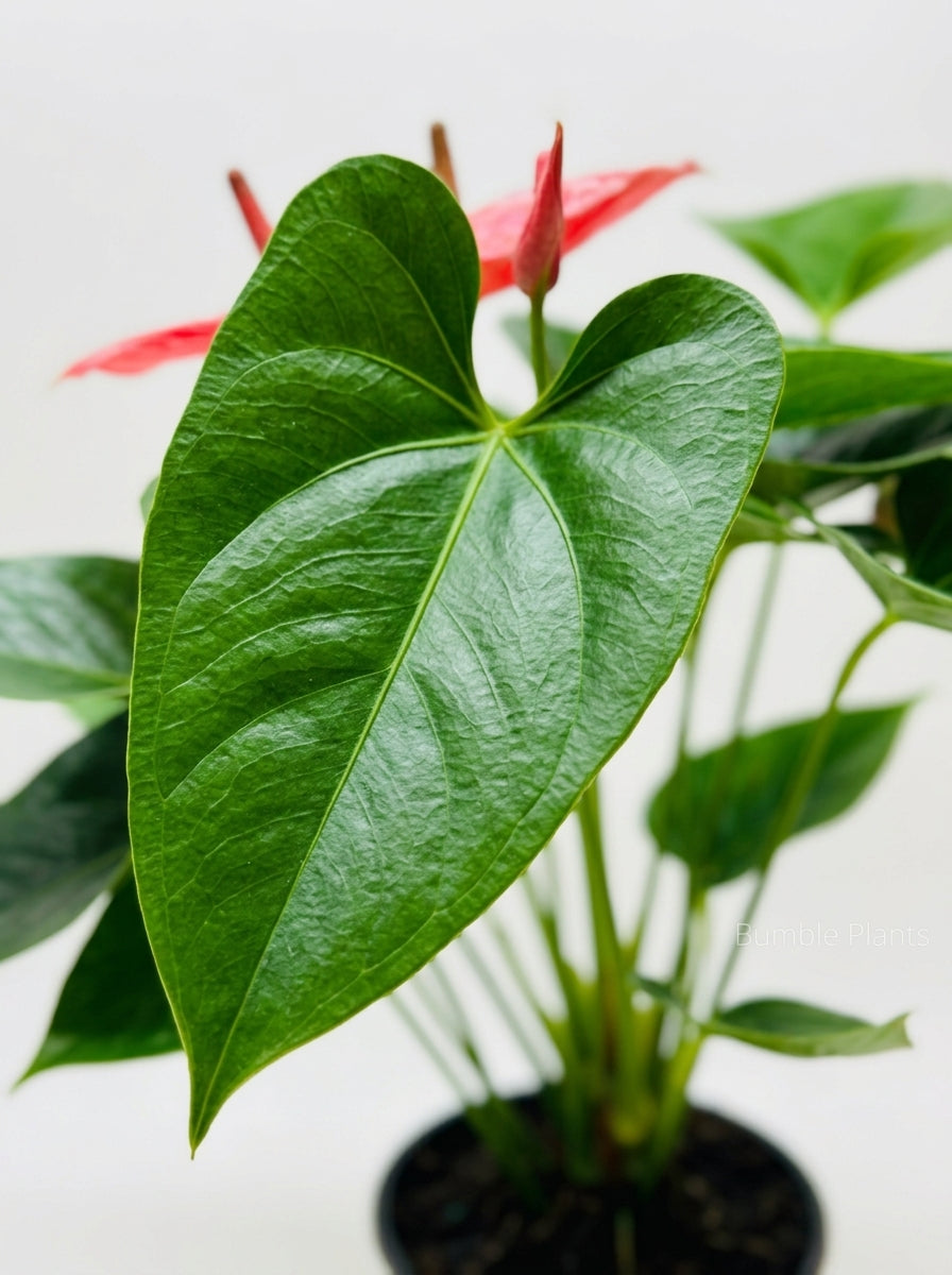 Anthurium 'Livium'
